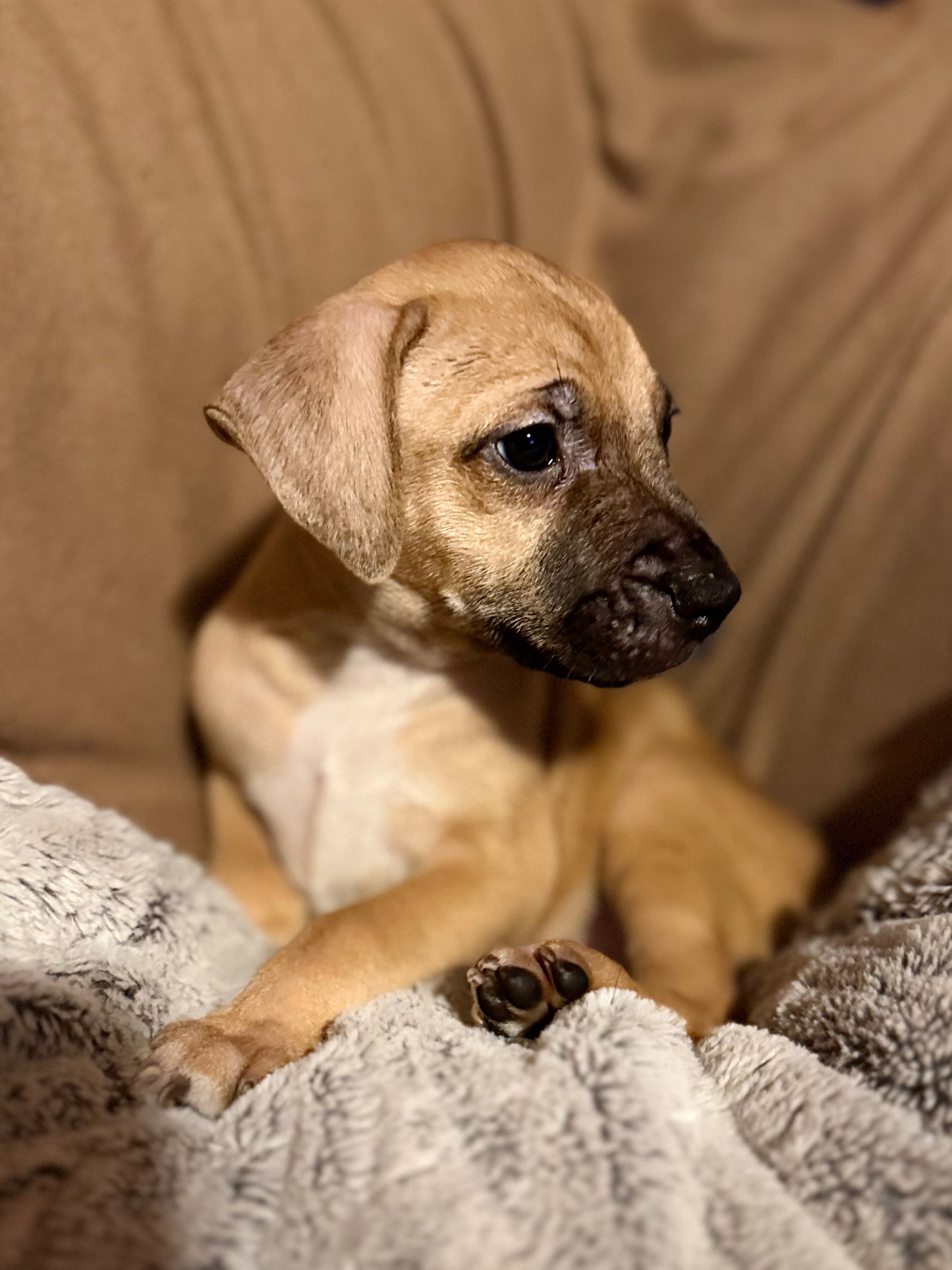 Help Homeless Puppies in South New Jersey campaign photo, 6 of 7
