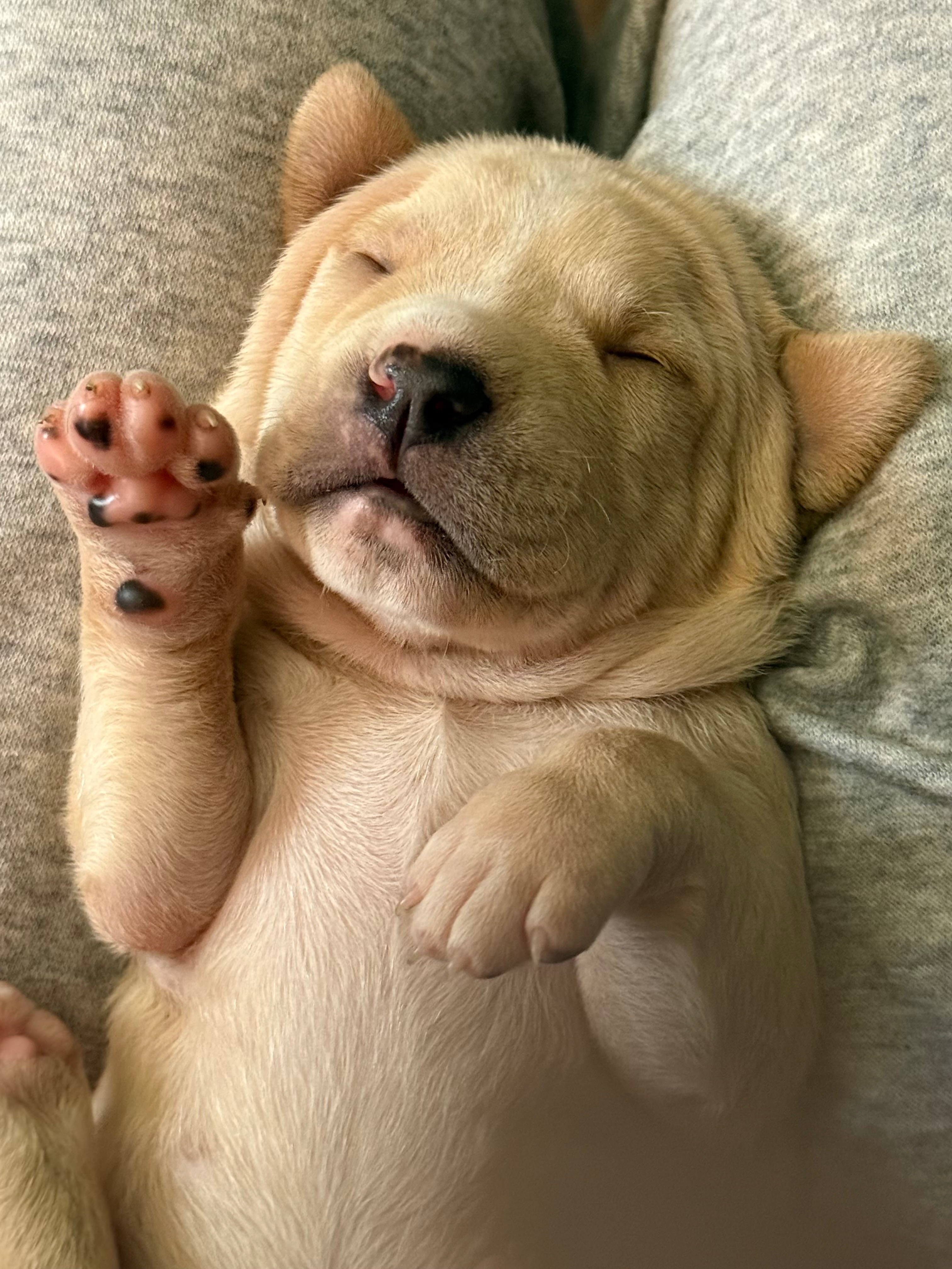 Help Homeless Puppies in South New Jersey campaign photo, 2 of 7