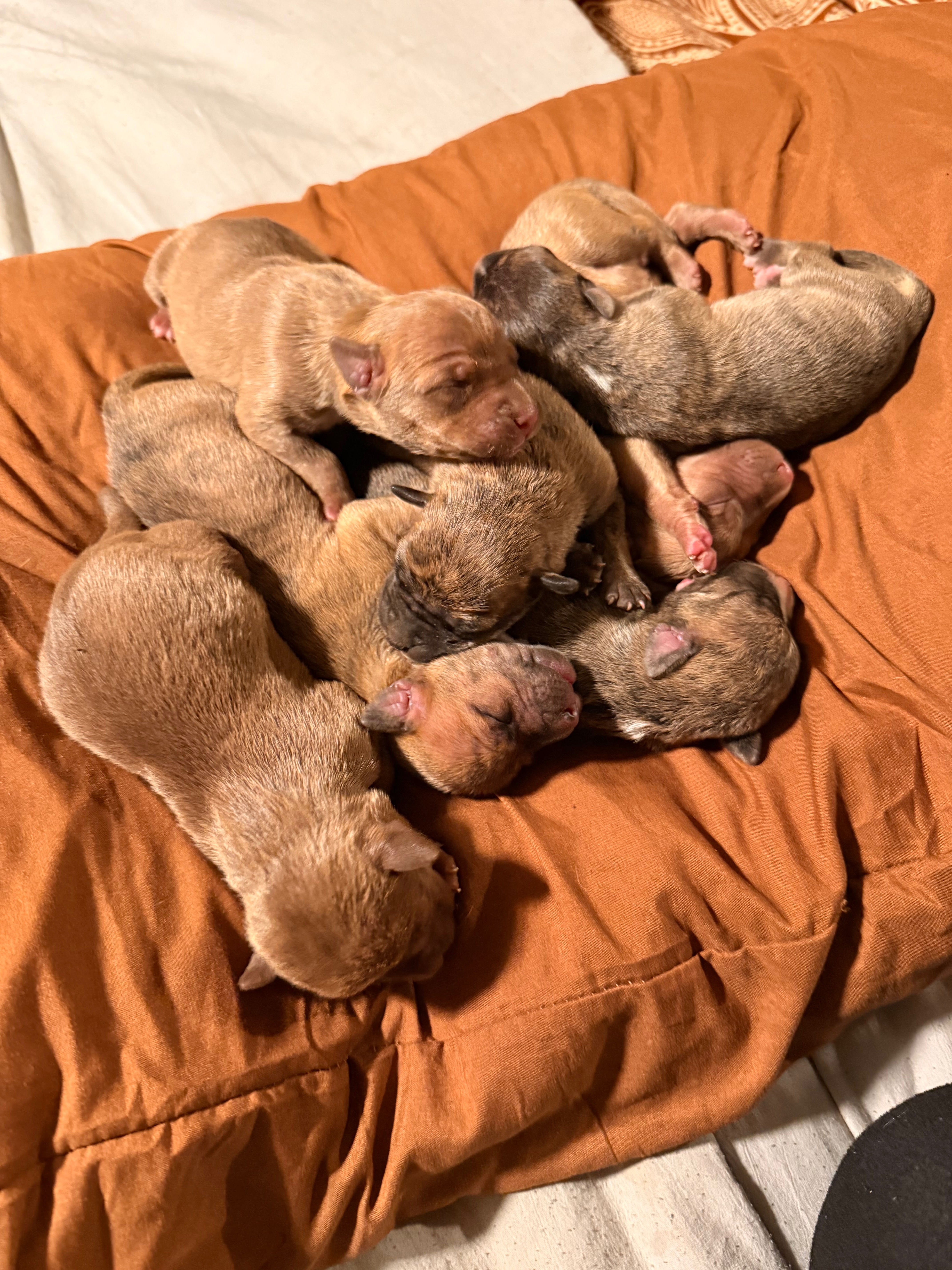 Help Homeless Puppies in South New Jersey campaign photo, 4 of 7