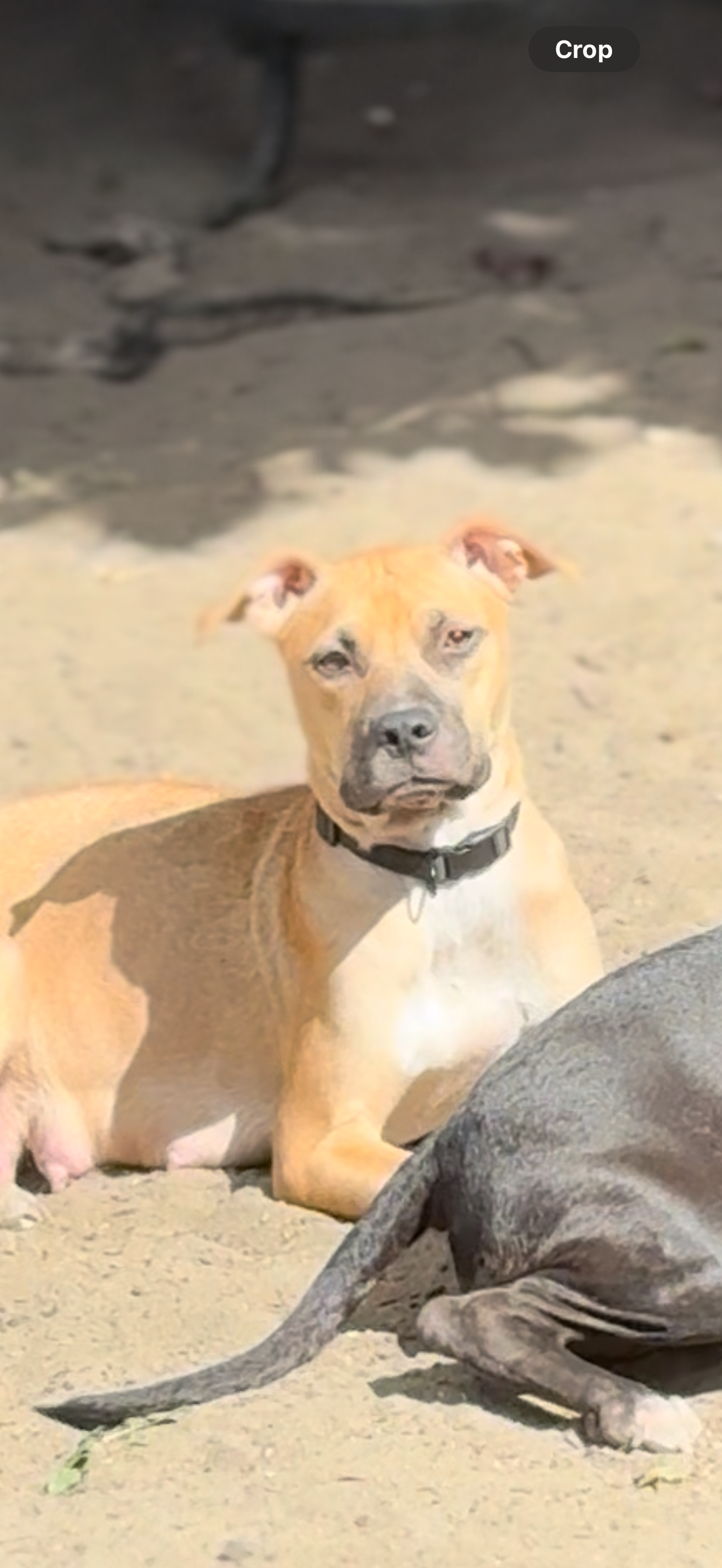 Help Homeless Puppies in South New Jersey campaign photo, 5 of 7