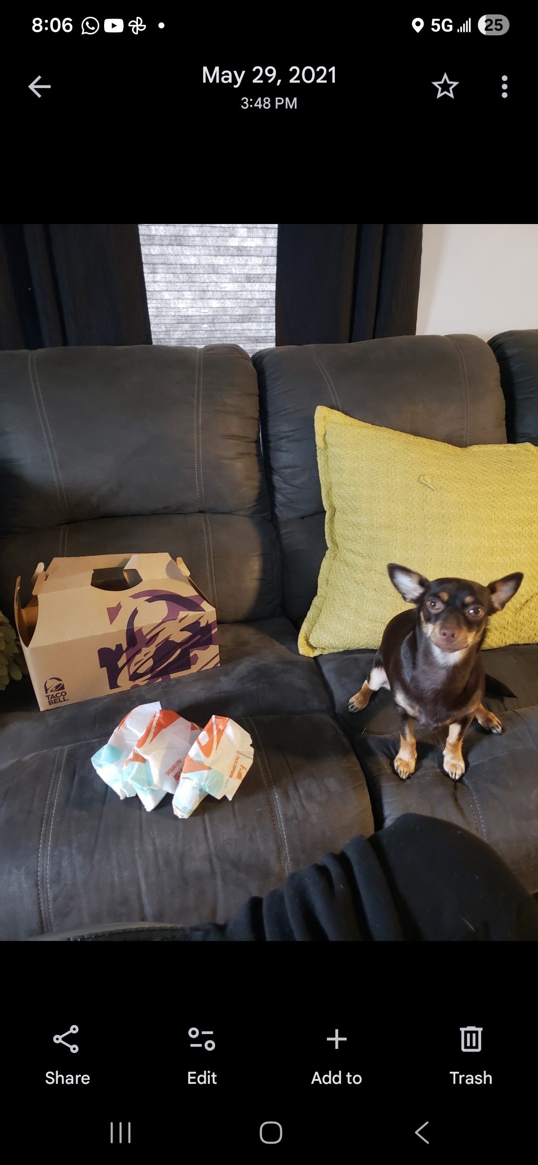 Give Sammy a Chance to Bark Again campaign photo, 6 of 7