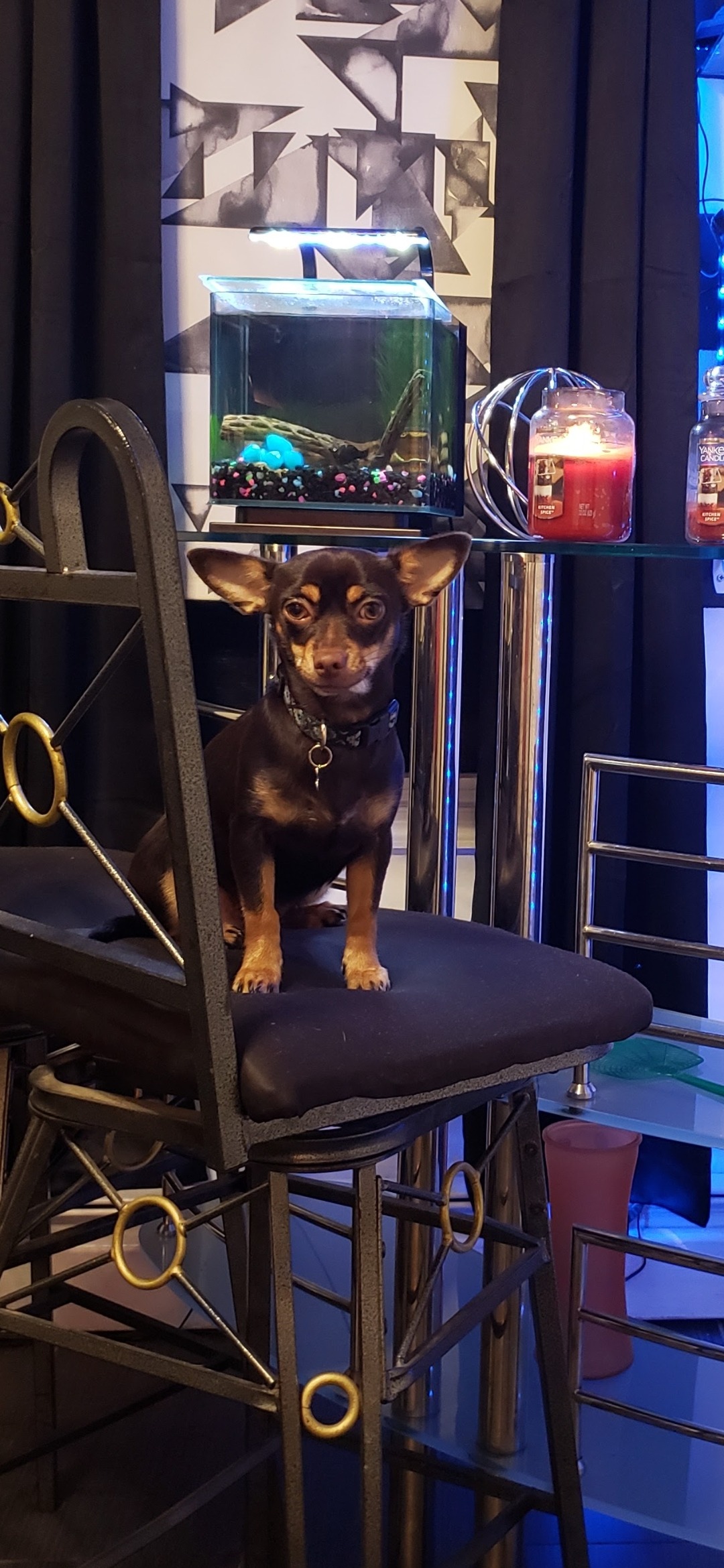 Give Sammy a Chance to Bark Again campaign photo, 2 of 7