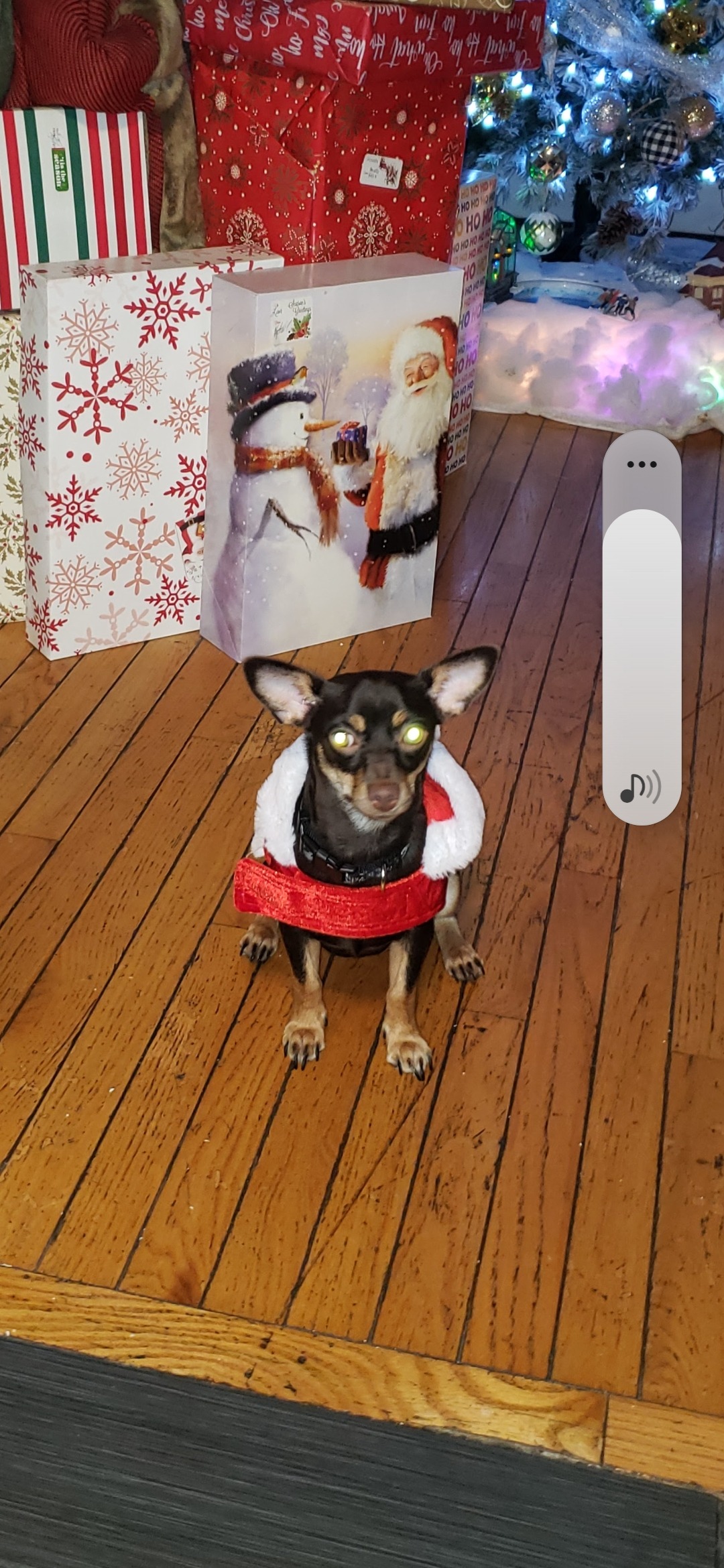 Give Sammy a Chance to Bark Again campaign photo, 5 of 7