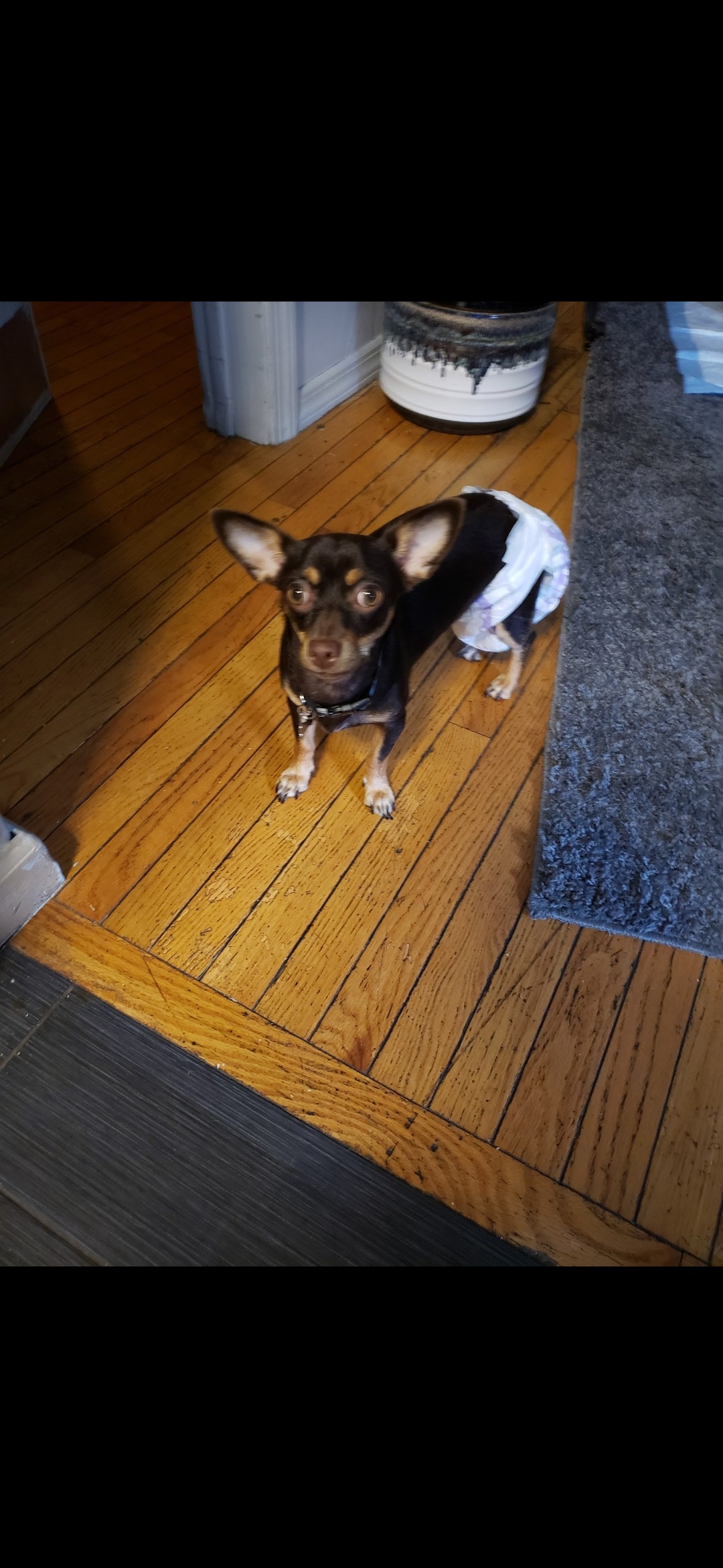 Give Sammy a Chance to Bark Again campaign photo, 4 of 7