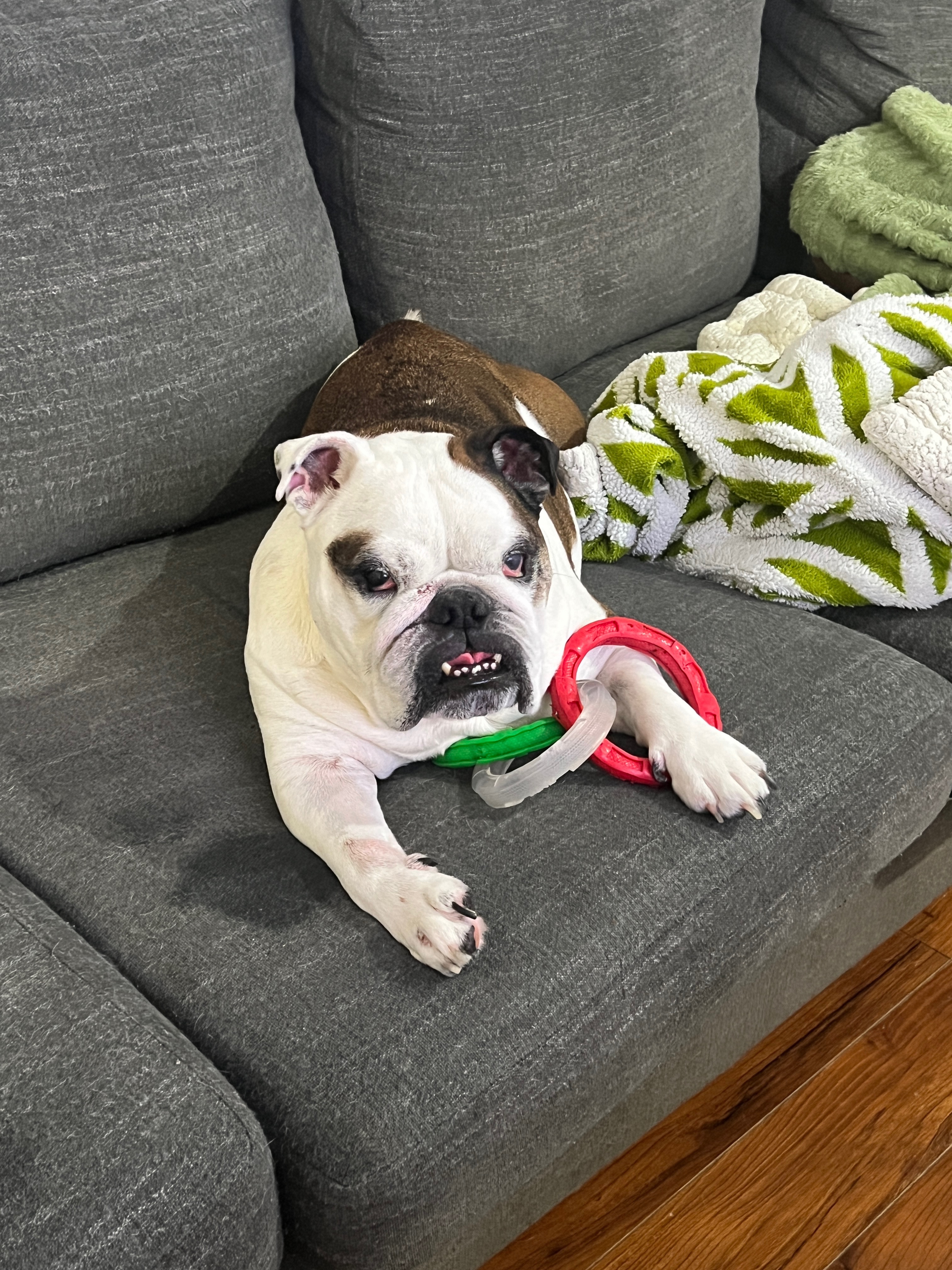 For My Sweet Boy Kona — Surgery & Recovery Fund campaign photo, 4 of 7
