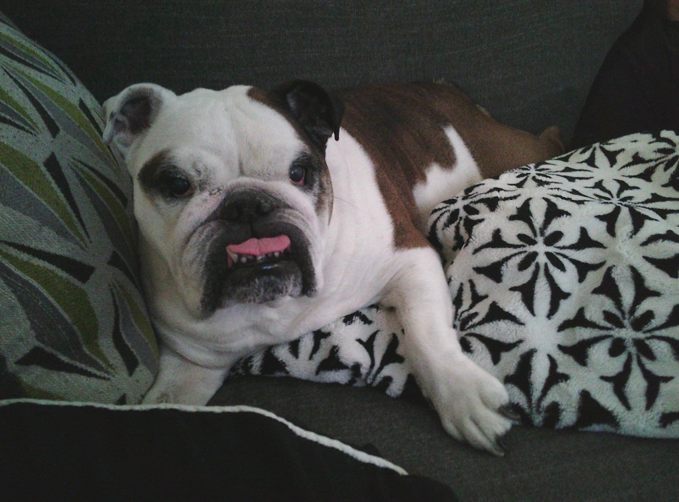 For My Sweet Boy Kona — Surgery & Recovery Fund campaign photo, 5 of 7