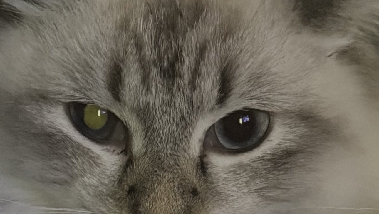 Help Casper Fight FIP. photo