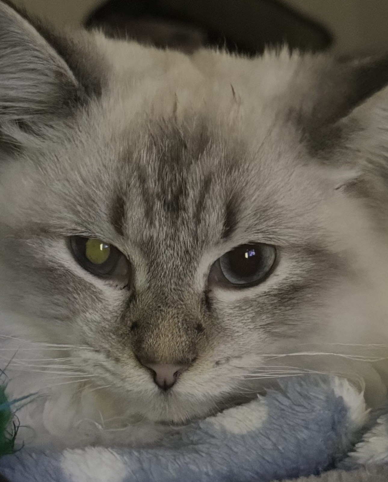 Help Casper Fight FIP. campaign photo, 6 of 7