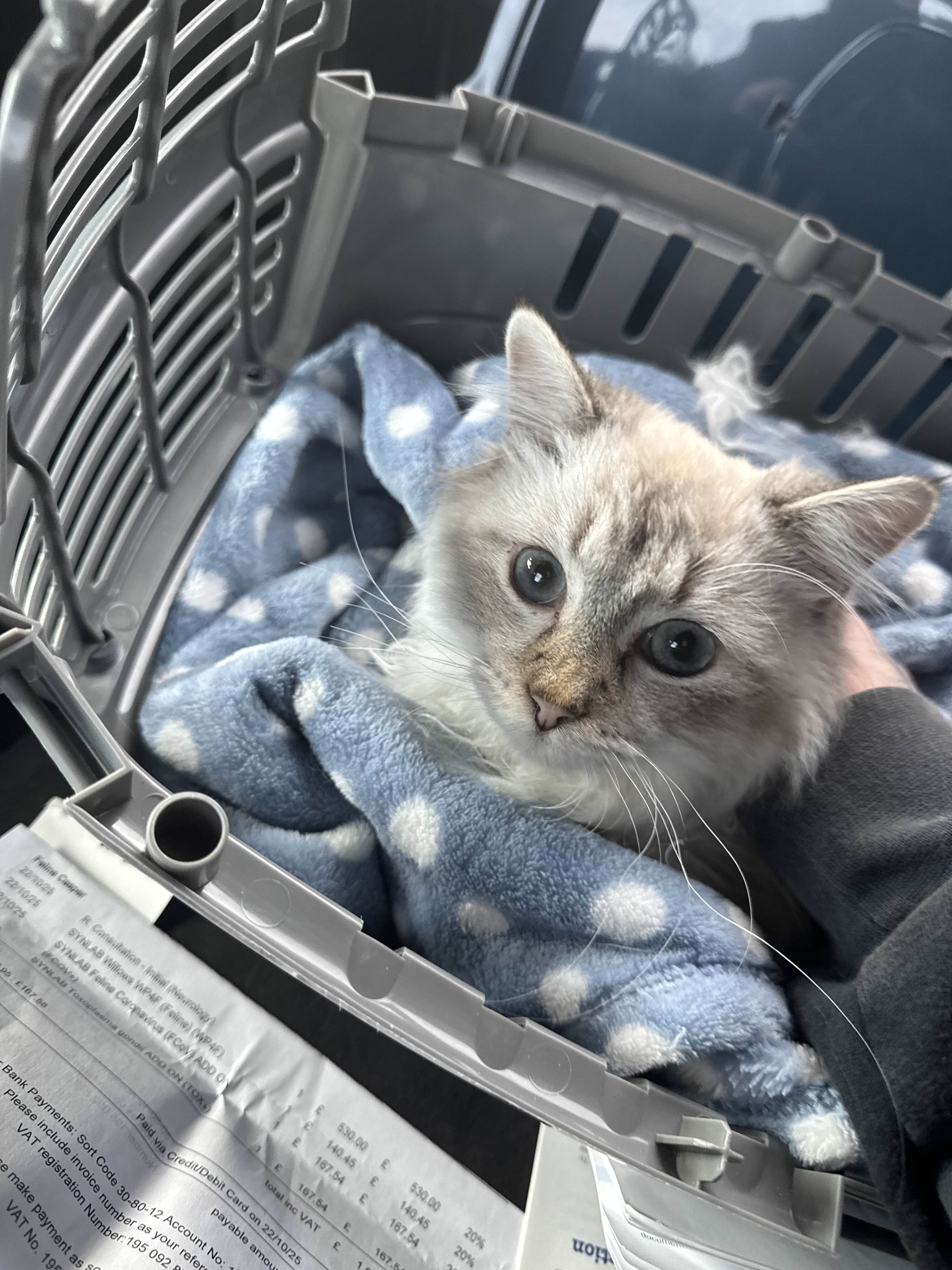 Help Casper Fight FIP. campaign photo, 2 of 7