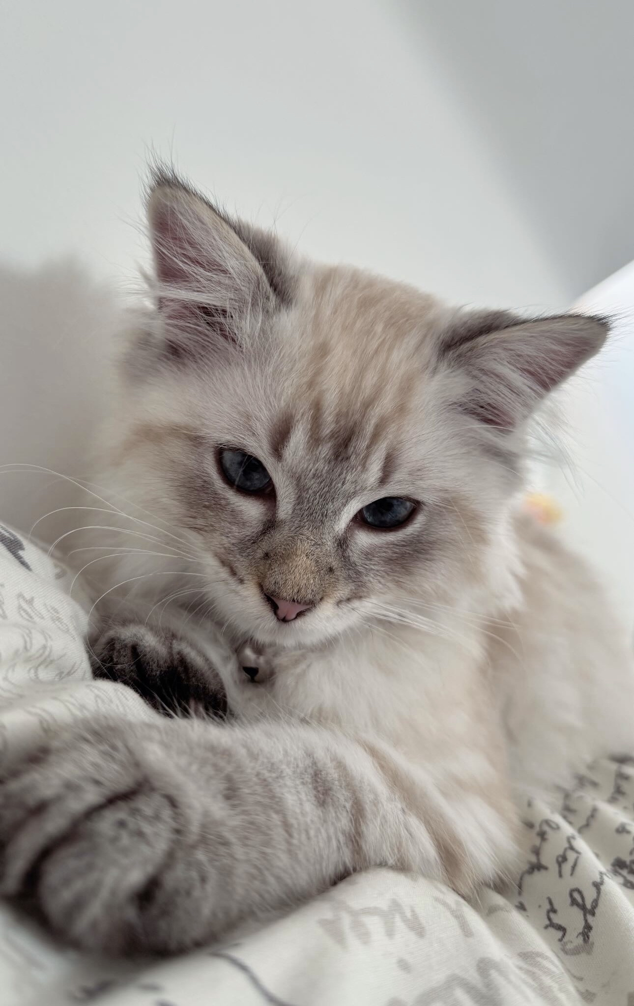 Help Casper Fight FIP. campaign photo, 4 of 7