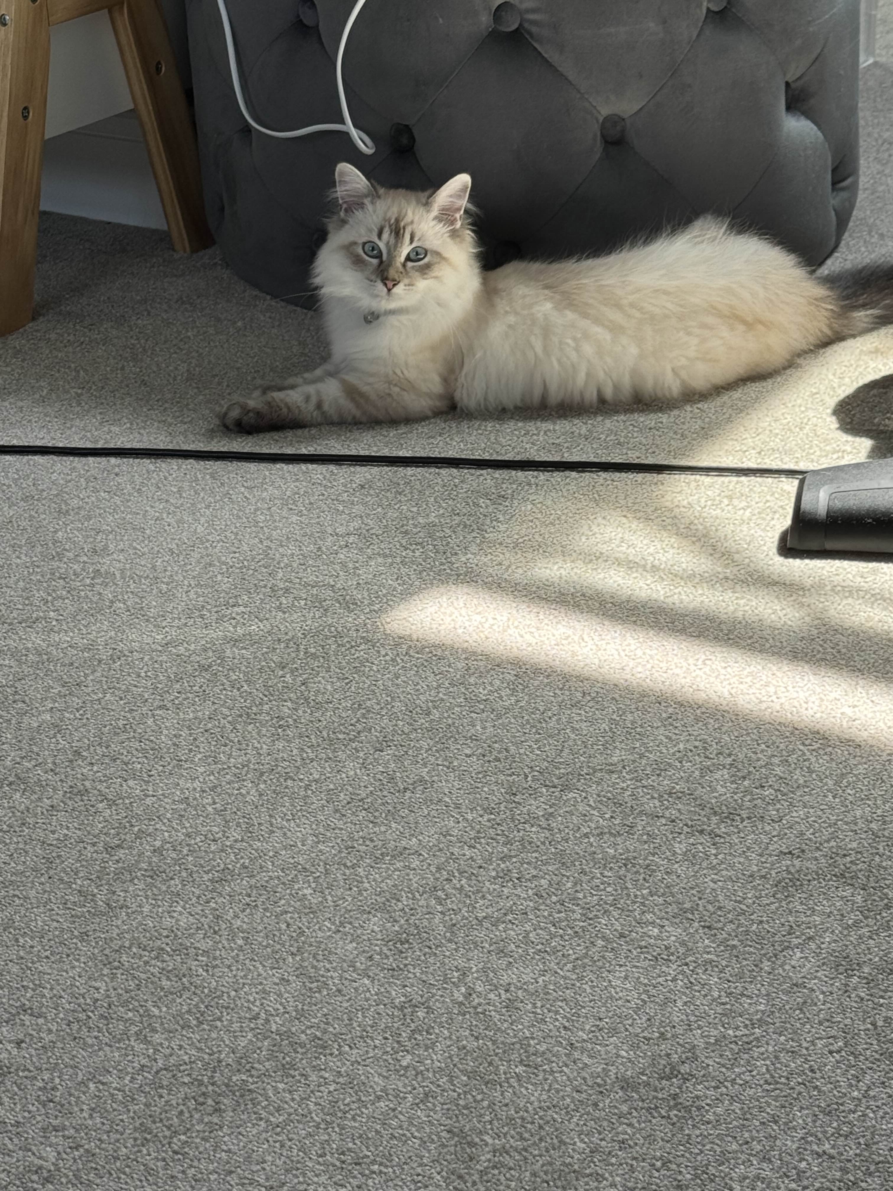 Help Casper Fight FIP. campaign photo, 5 of 7