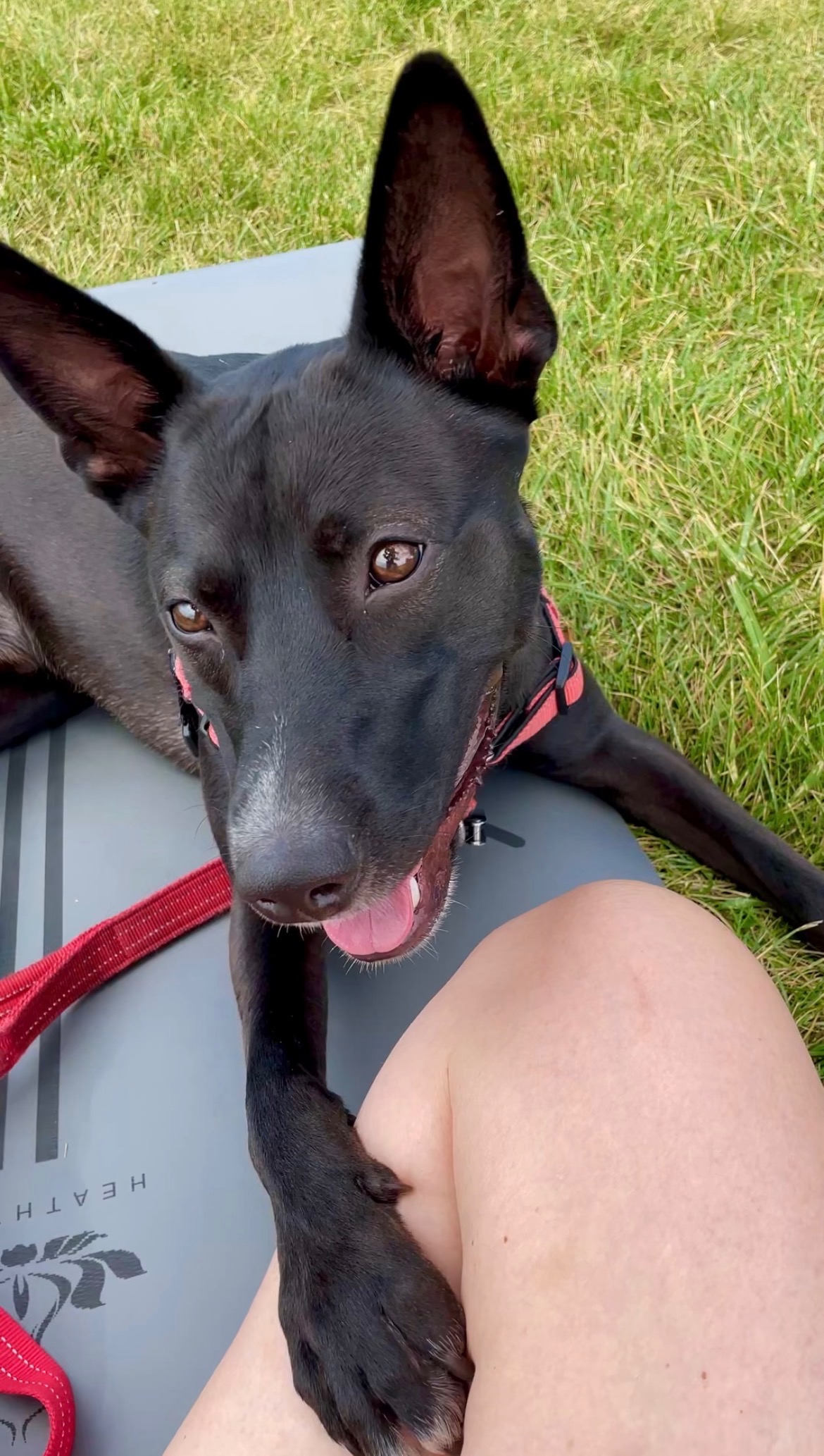 Help Midnight Run Again: Support His Surgery campaign photo, 2 of 8