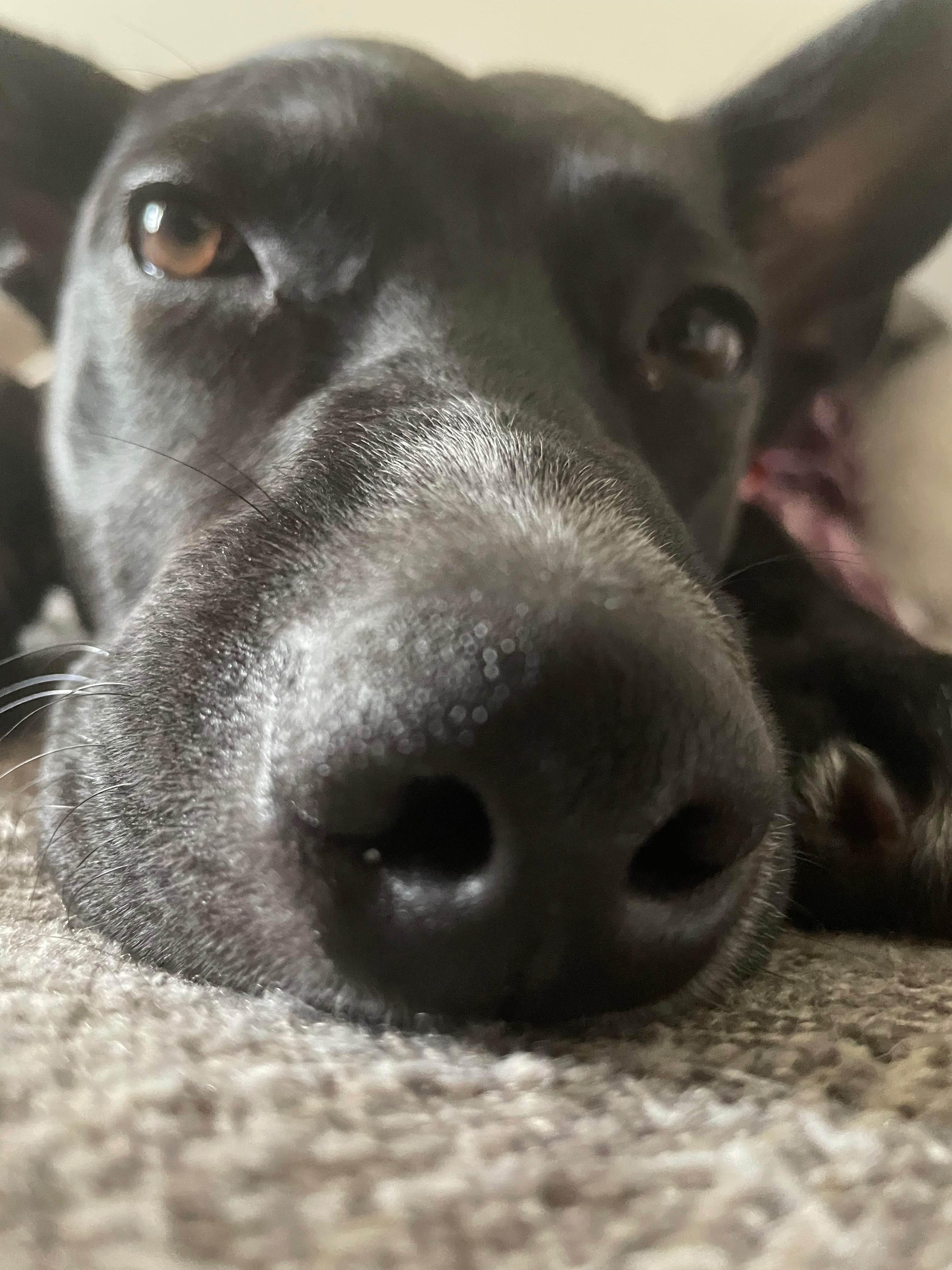 Help Midnight Run Again: Support His Surgery campaign photo, 4 of 8