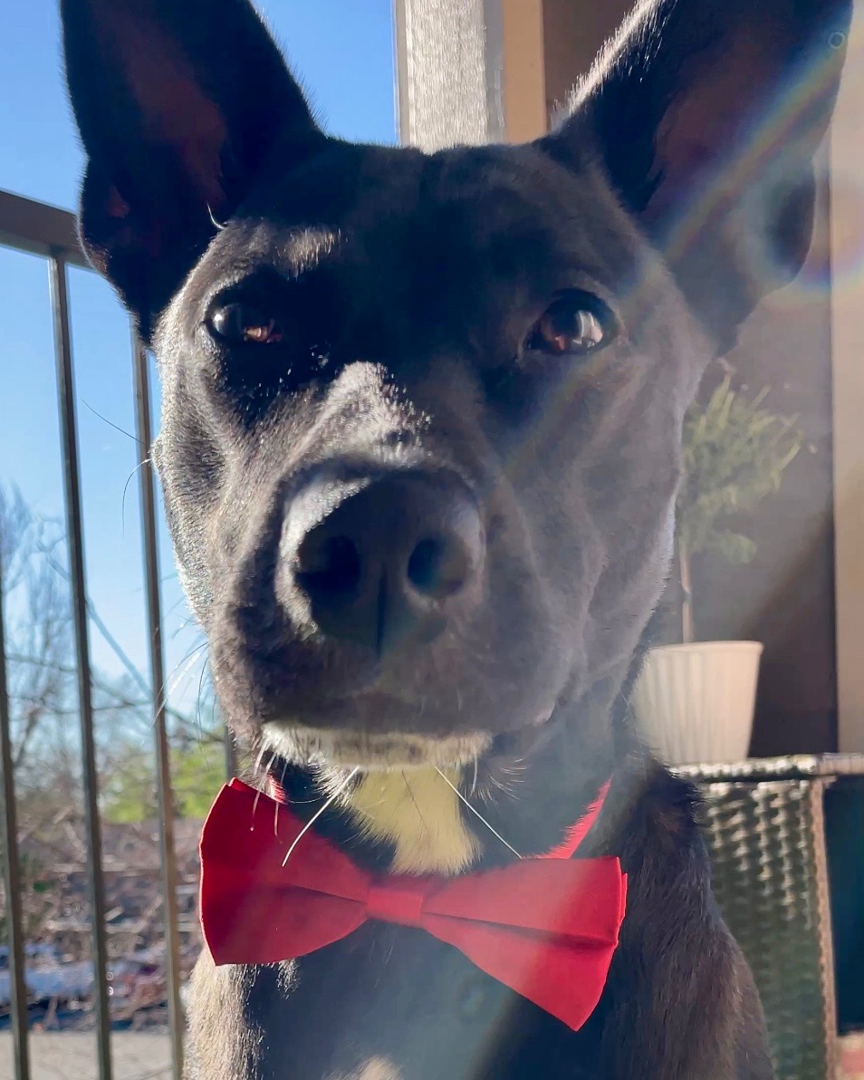 Help Midnight Run Again: Support His Surgery campaign photo, 6 of 8