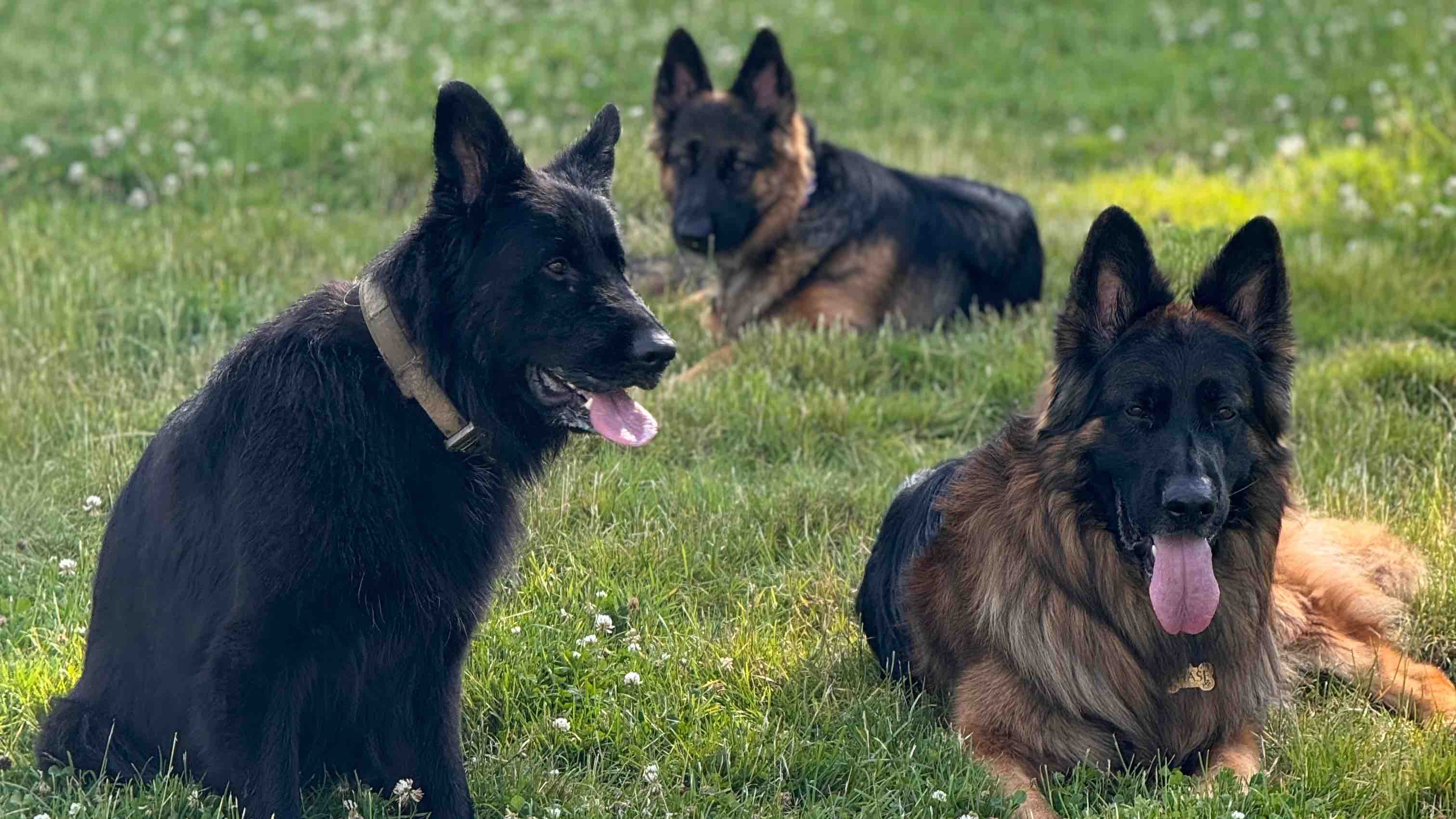 Help homeless couple with 6 dogs rebuild photo
