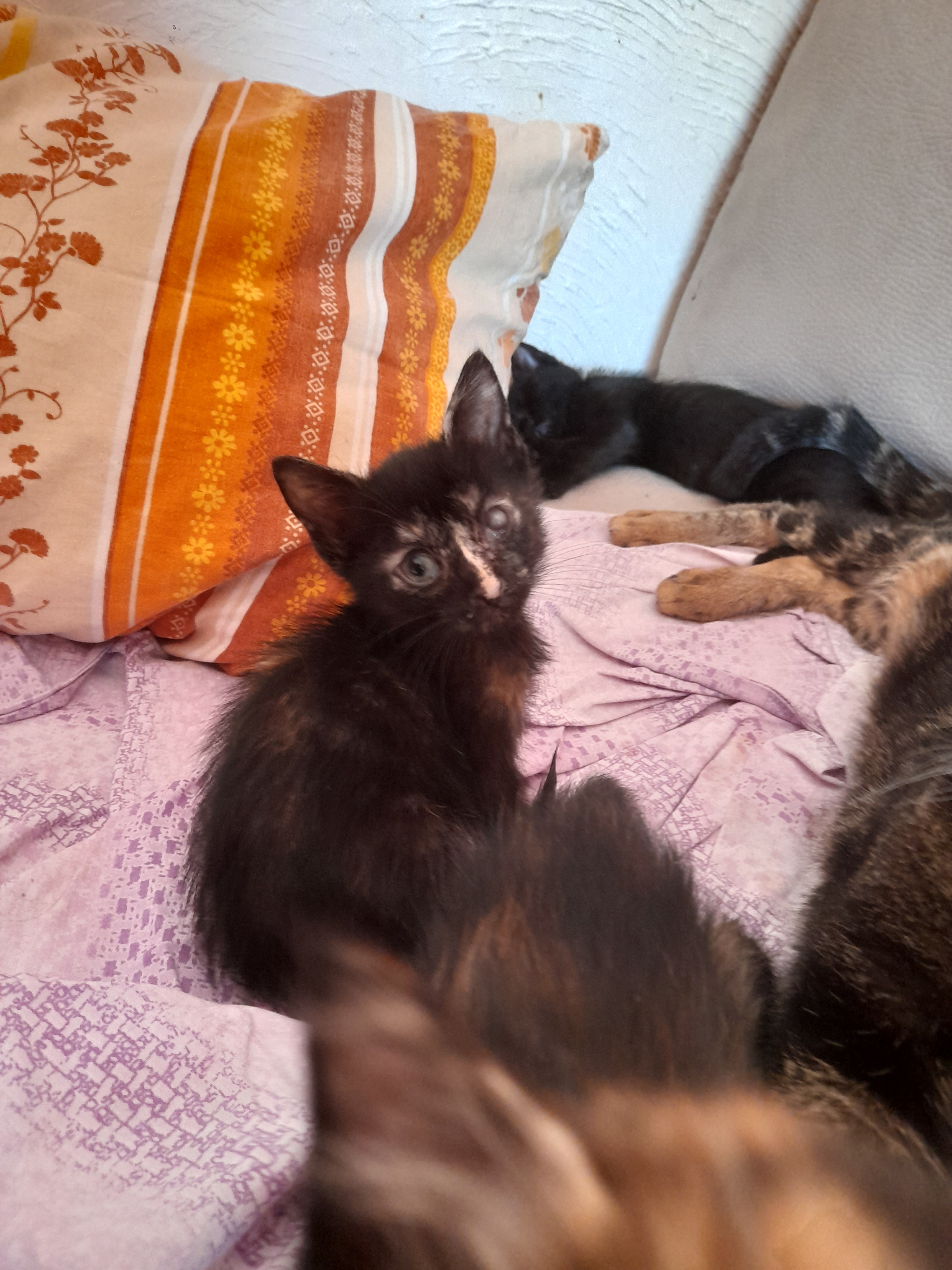 Ho bisogno di questa raccolta per curare e sterilizzare. campaign photo, 5 of 8
