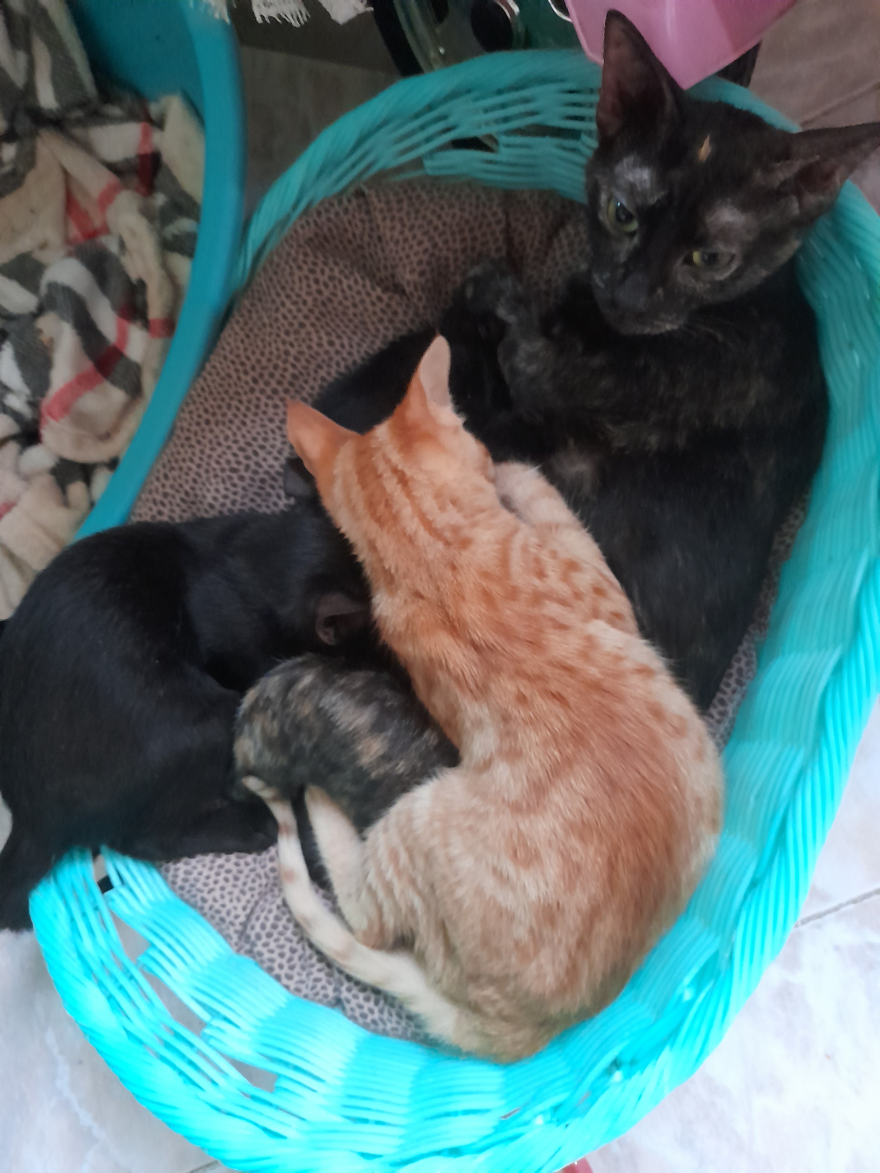 Ho bisogno di questa raccolta per curare e sterilizzare. campaign photo, 6 of 8