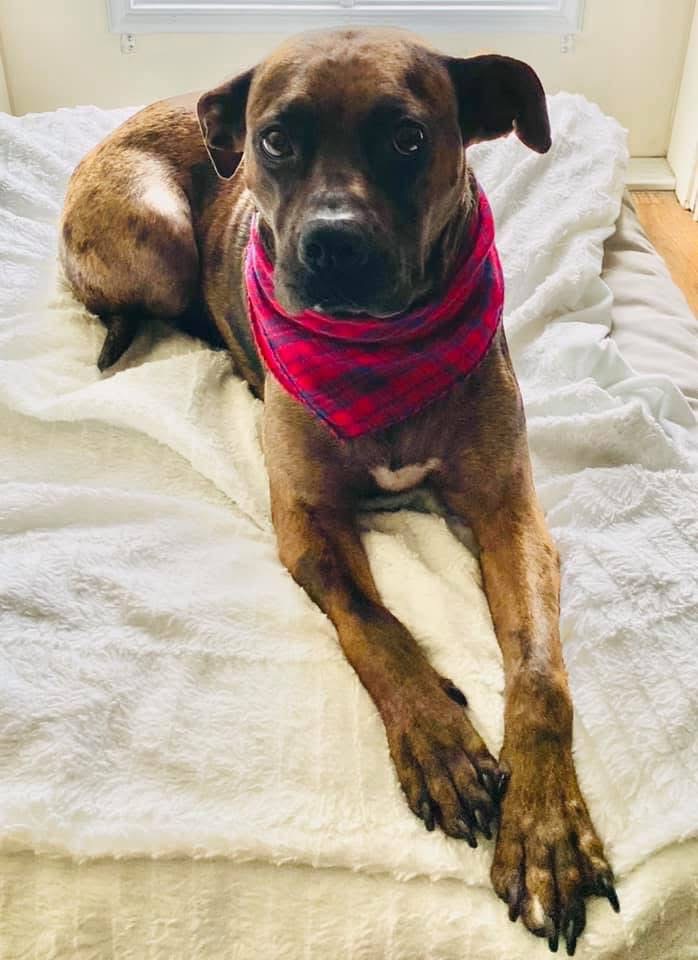 Donate to Save Georgia and Comfort Her Family campaign photo, 2 of 8