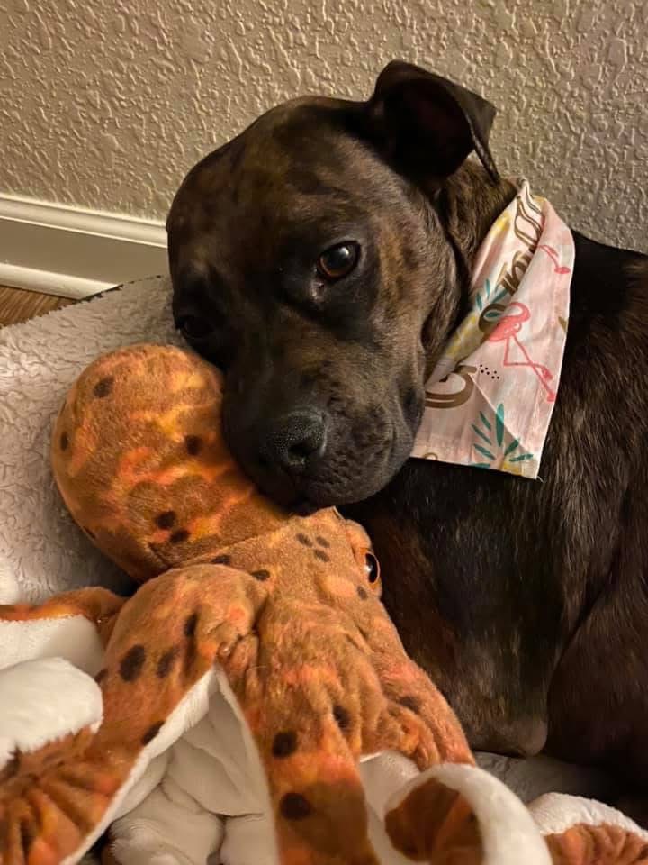 Donate to Save Georgia and Comfort Her Family campaign photo, 5 of 8