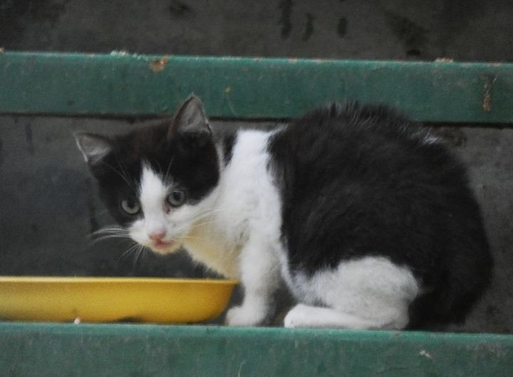 I MARMOGATTI, LA COMPAGNIA DELLE FUSA campaign photo, 2 of 7