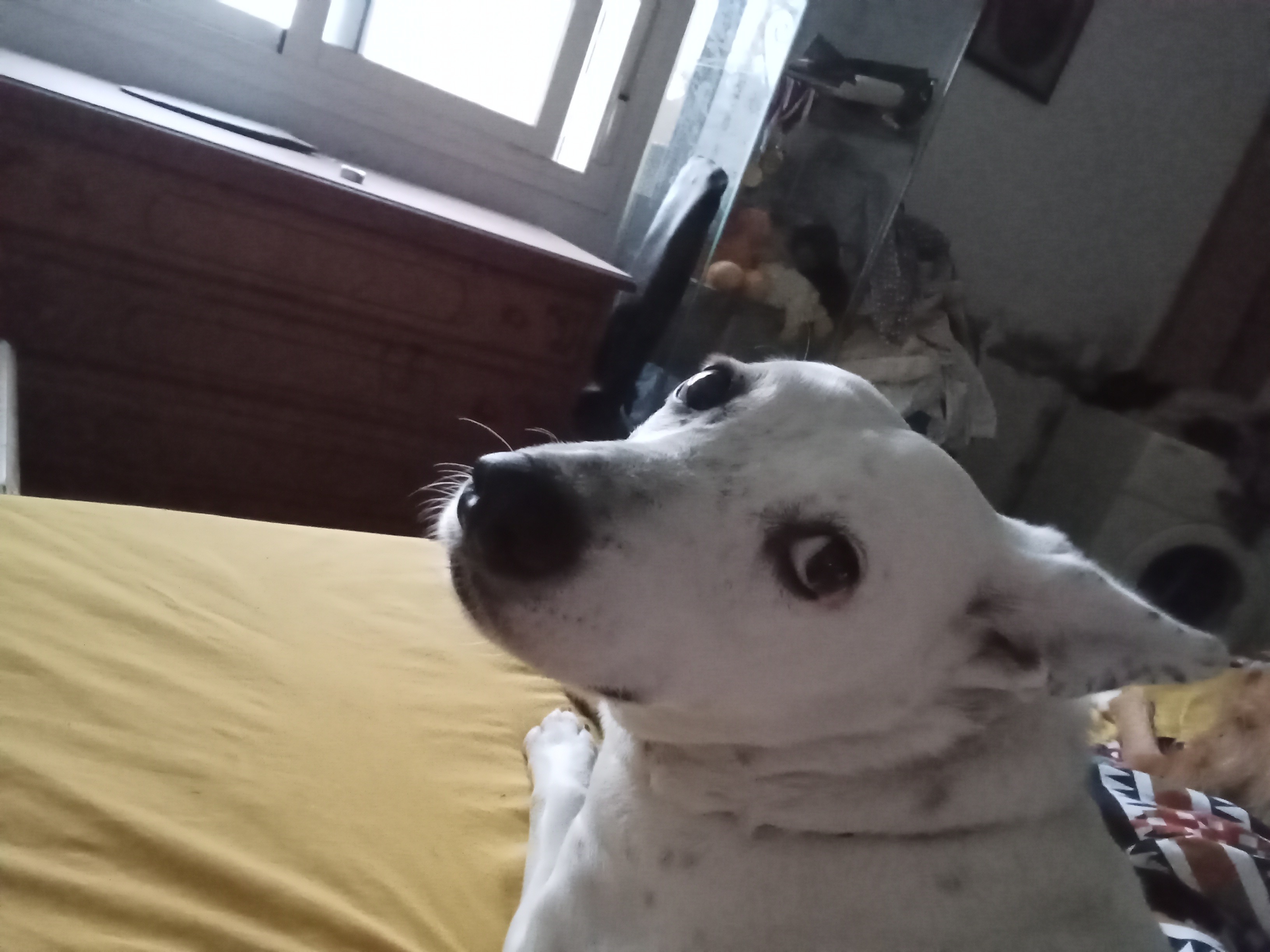 Fundraiser by Andrea Redman : Pets homeless through death of their ...
