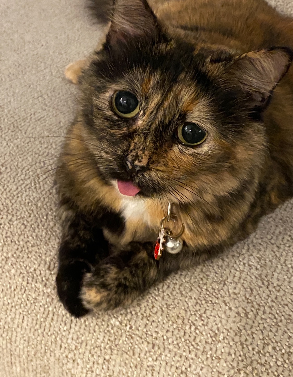 Honoring Baby Dolly: Help with Costs campaign photo, 5 of 6