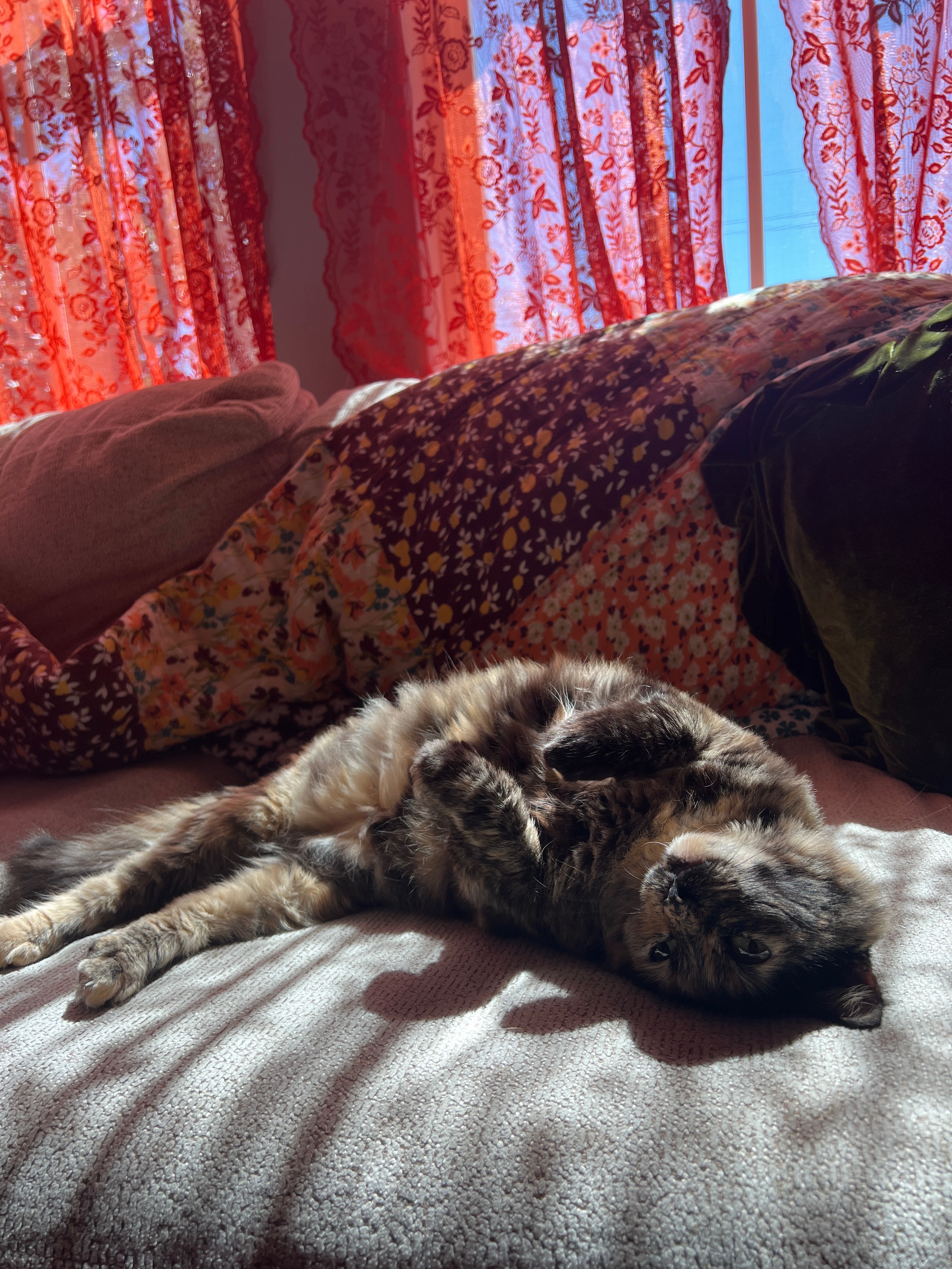 Honoring Baby Dolly: Help with Costs campaign photo, 2 of 6