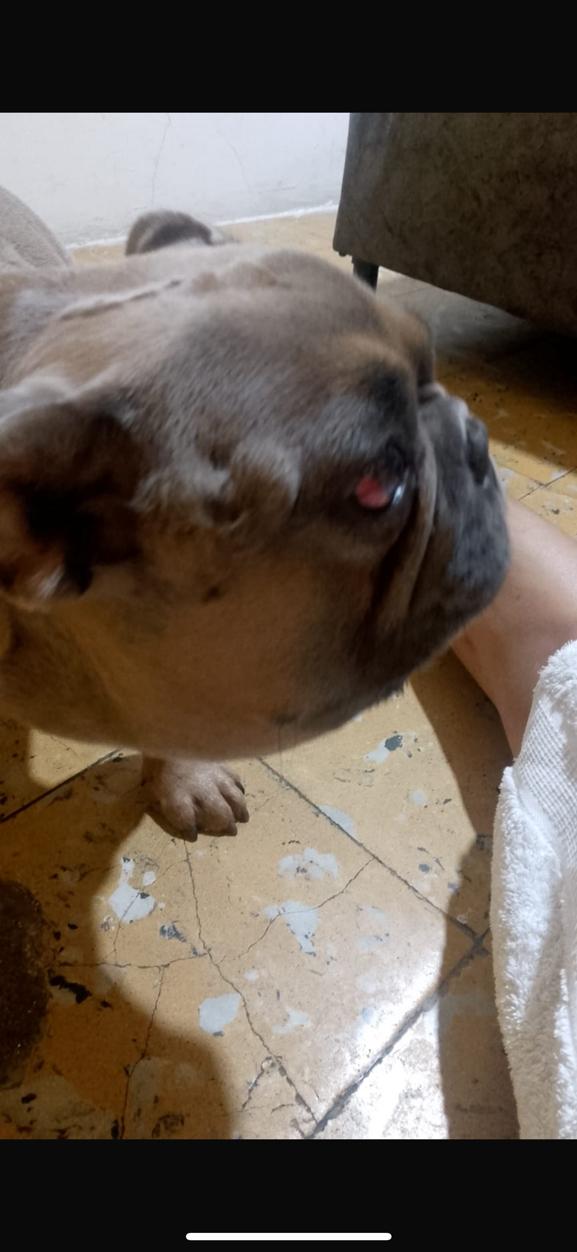Help me save LUX’s life. he needs surgery urgently campaign photo, 2 of 4