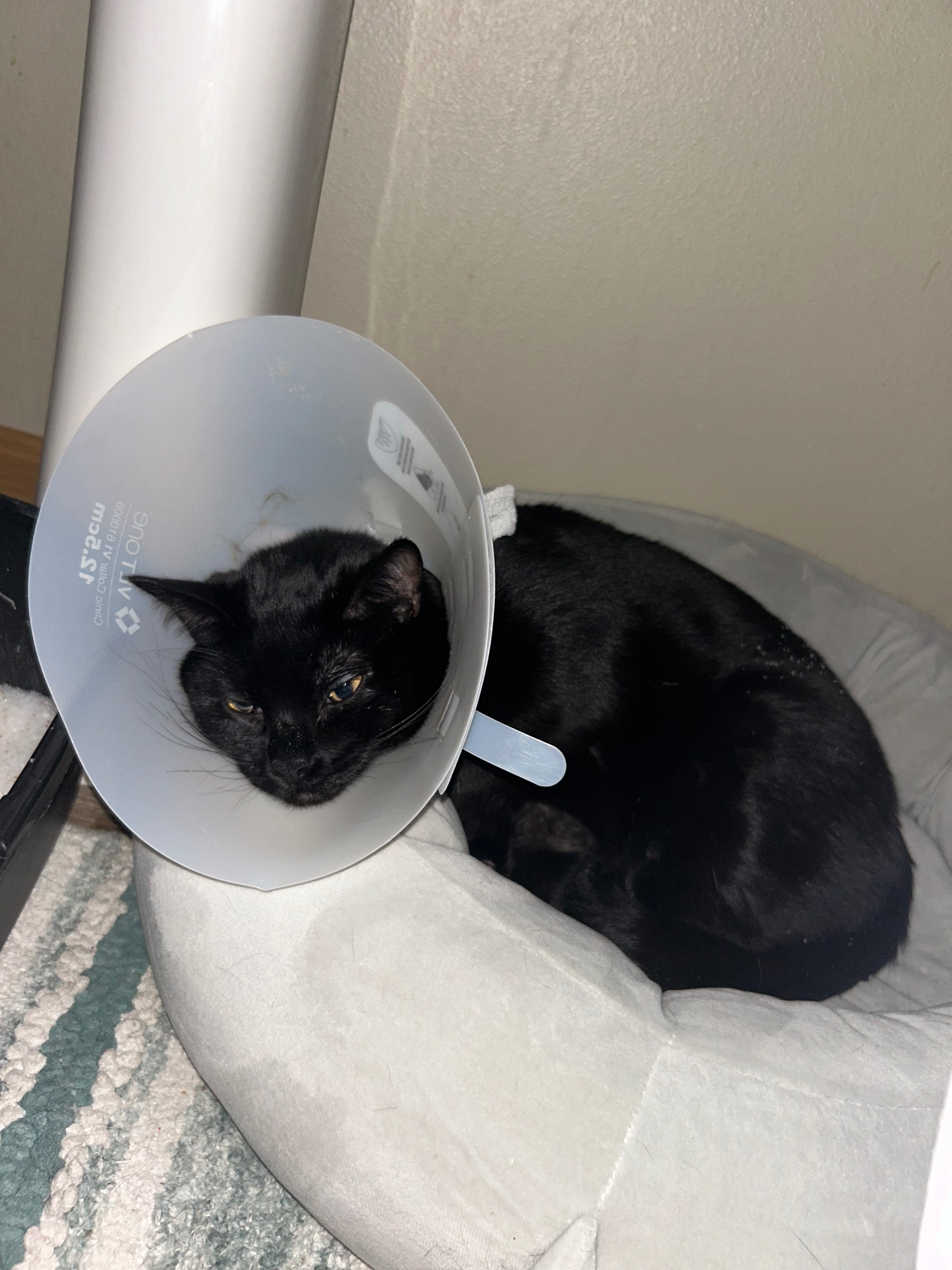 Help Pepper Recover from Urinary Obstruction campaign photo, 5 of 6