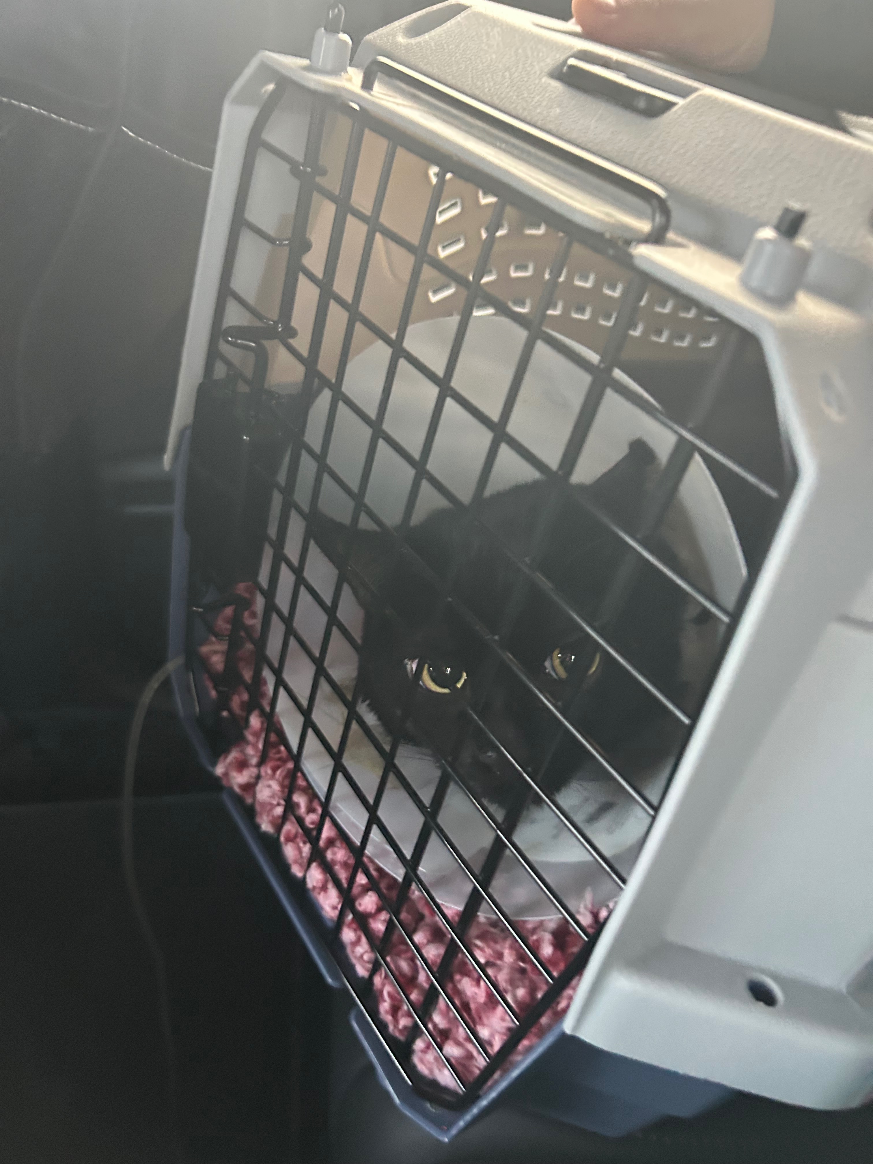 Help Pepper Recover from Urinary Obstruction campaign photo, 2 of 6