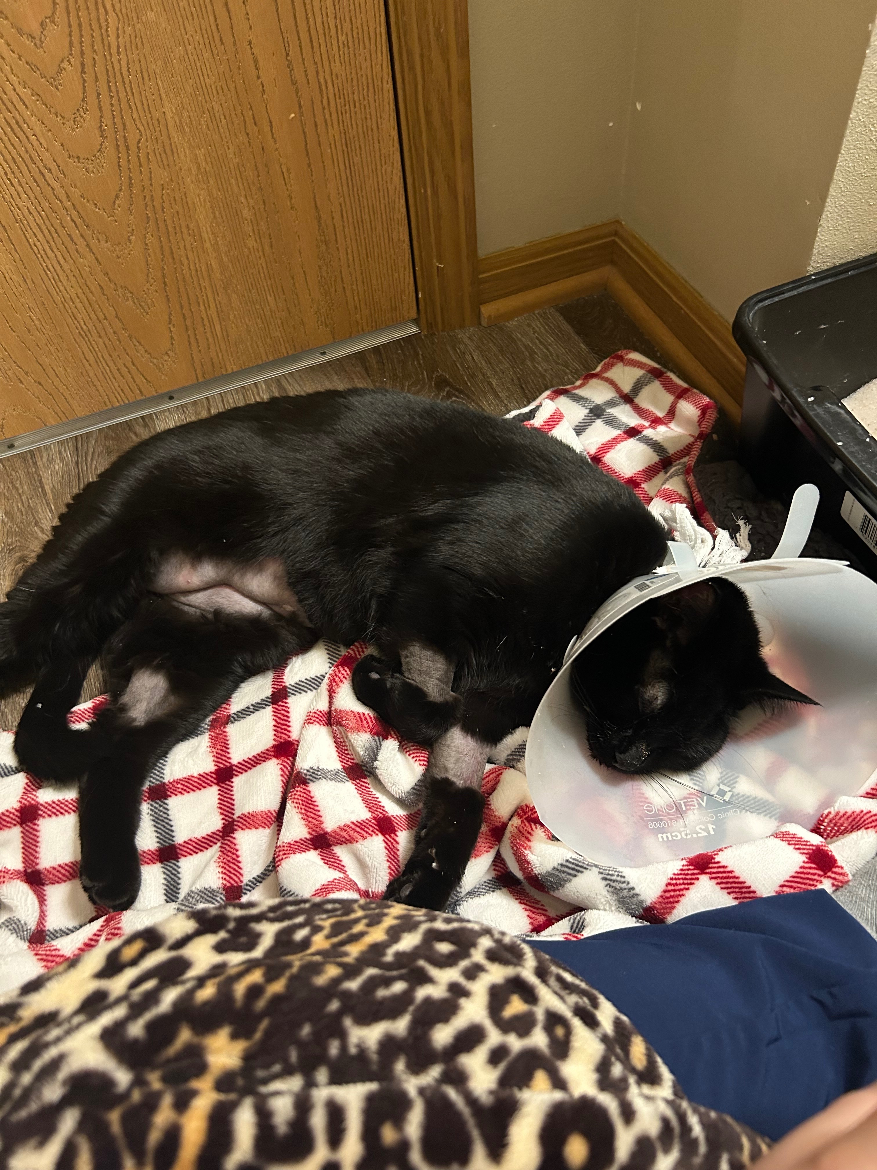 Help Pepper Recover from Urinary Obstruction campaign photo, 4 of 6