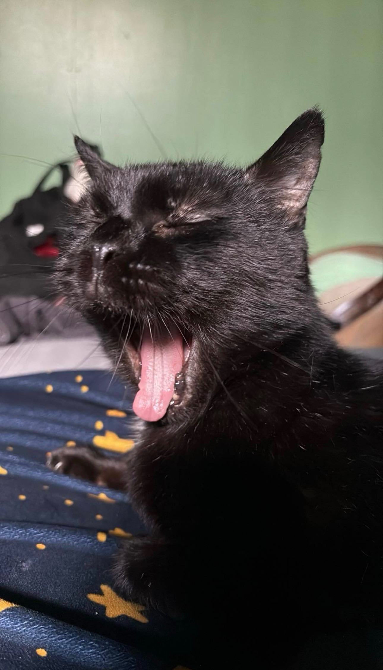 Help Cheese Get Life-Saving Dental Surgery campaign photo, 4 of 8