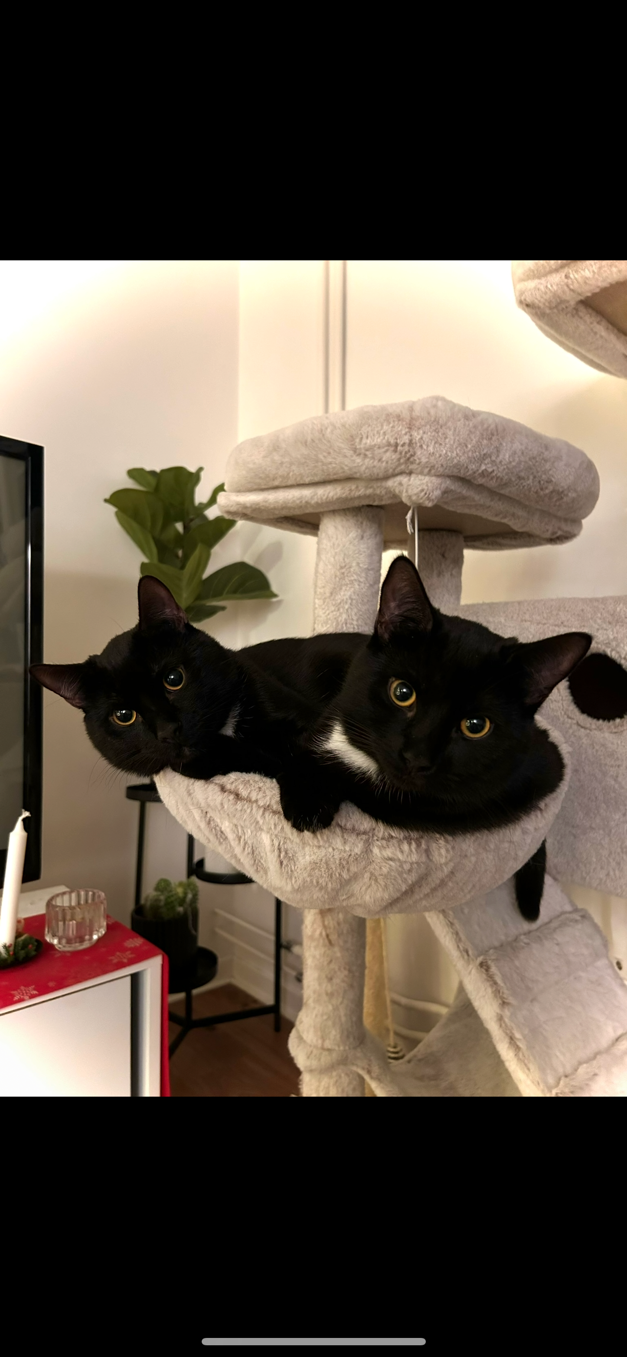 Blackpaw vs. FIP Let’s keep these brothers together ❤️ campaign photo, 5 of 8