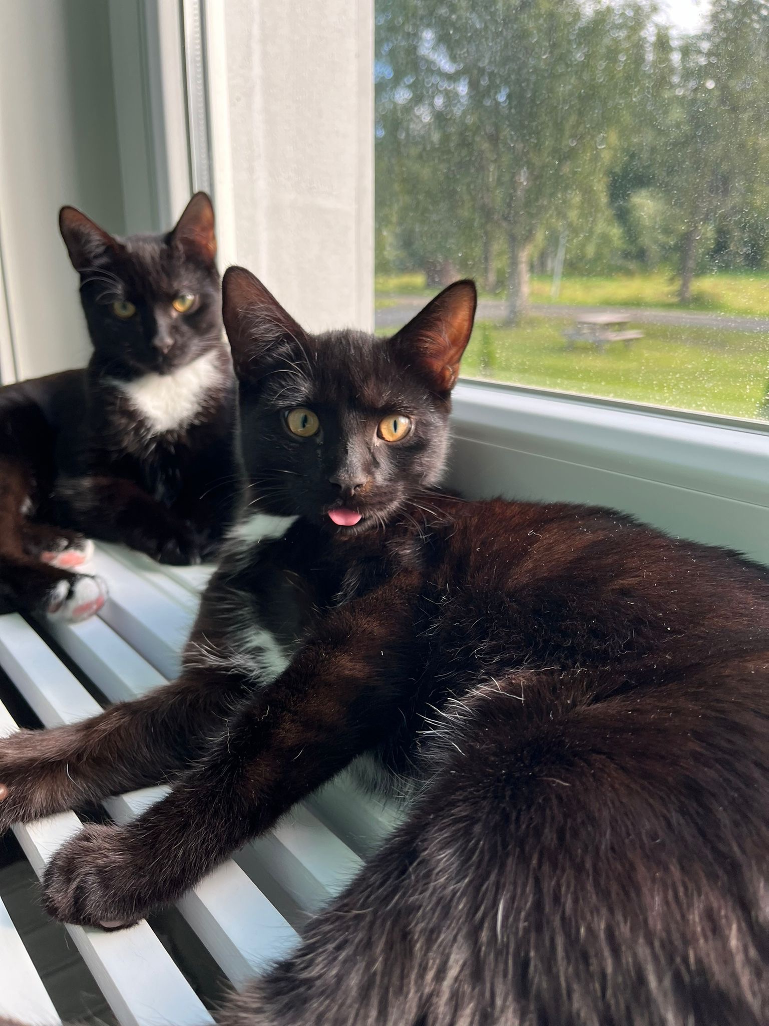 Blackpaw vs. FIP Let’s keep these brothers together ❤️ campaign photo, 6 of 8