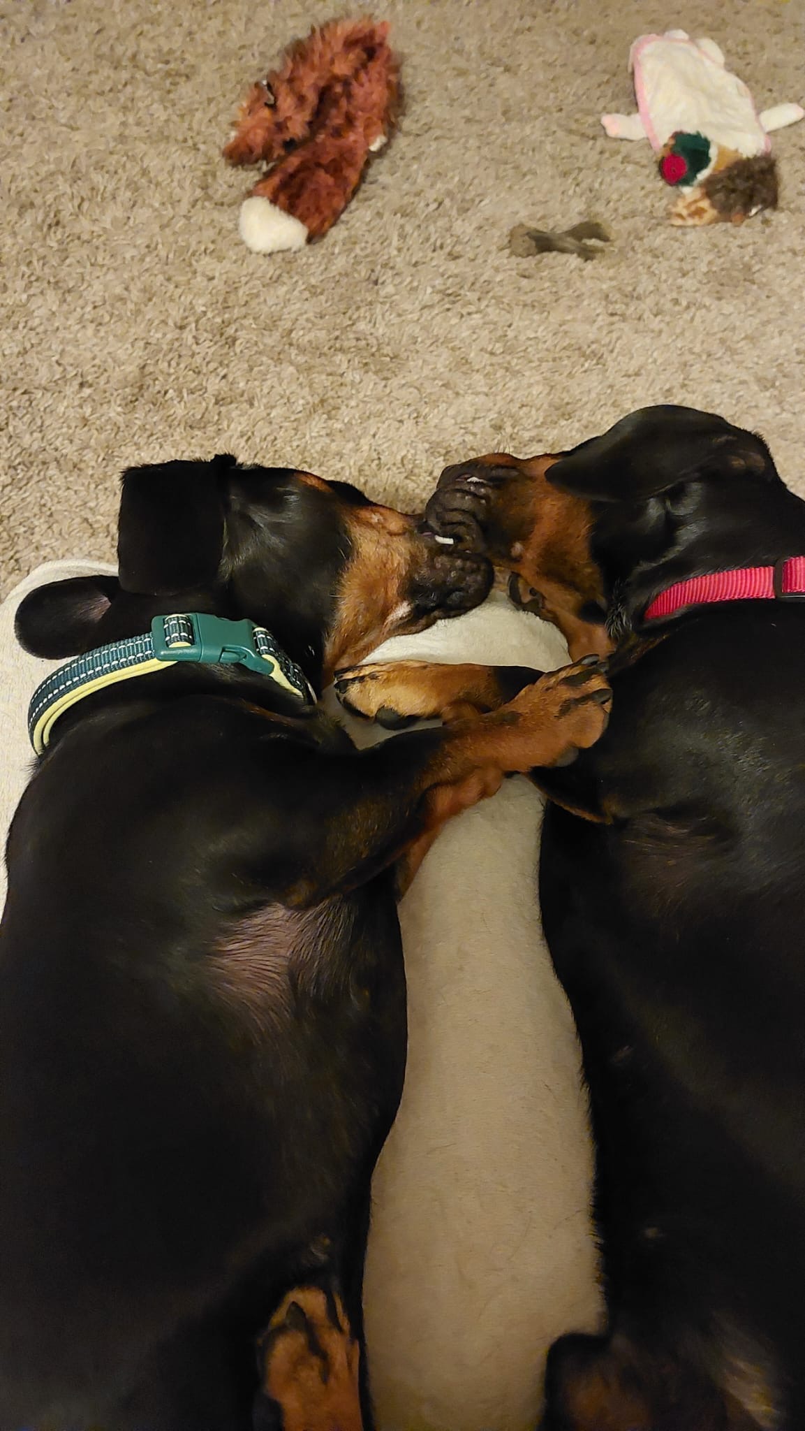 Oscar the Dachshund for The Lost Dog Trapping Team campaign photo, 6 of 7