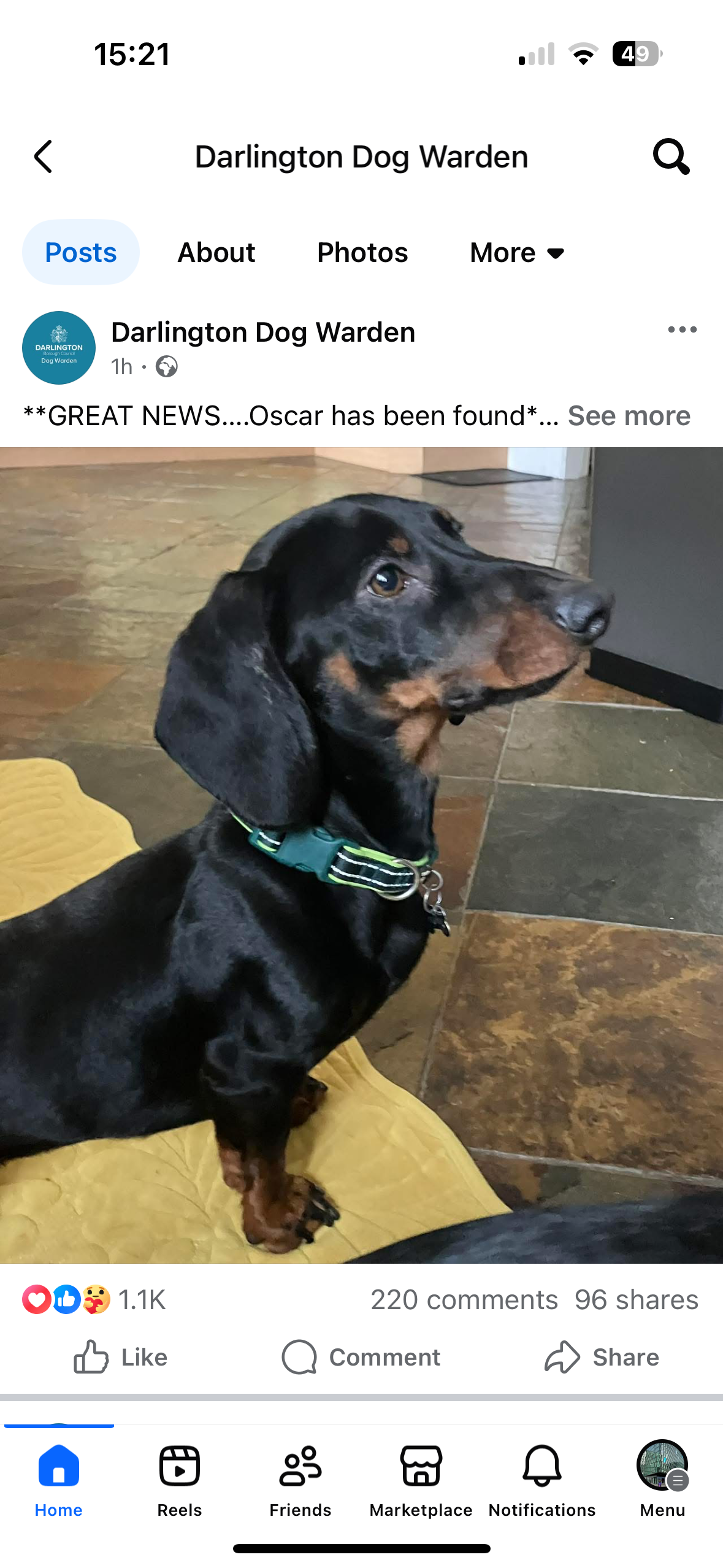Oscar the Dachshund for The Lost Dog Trapping Team campaign photo, 2 of 7