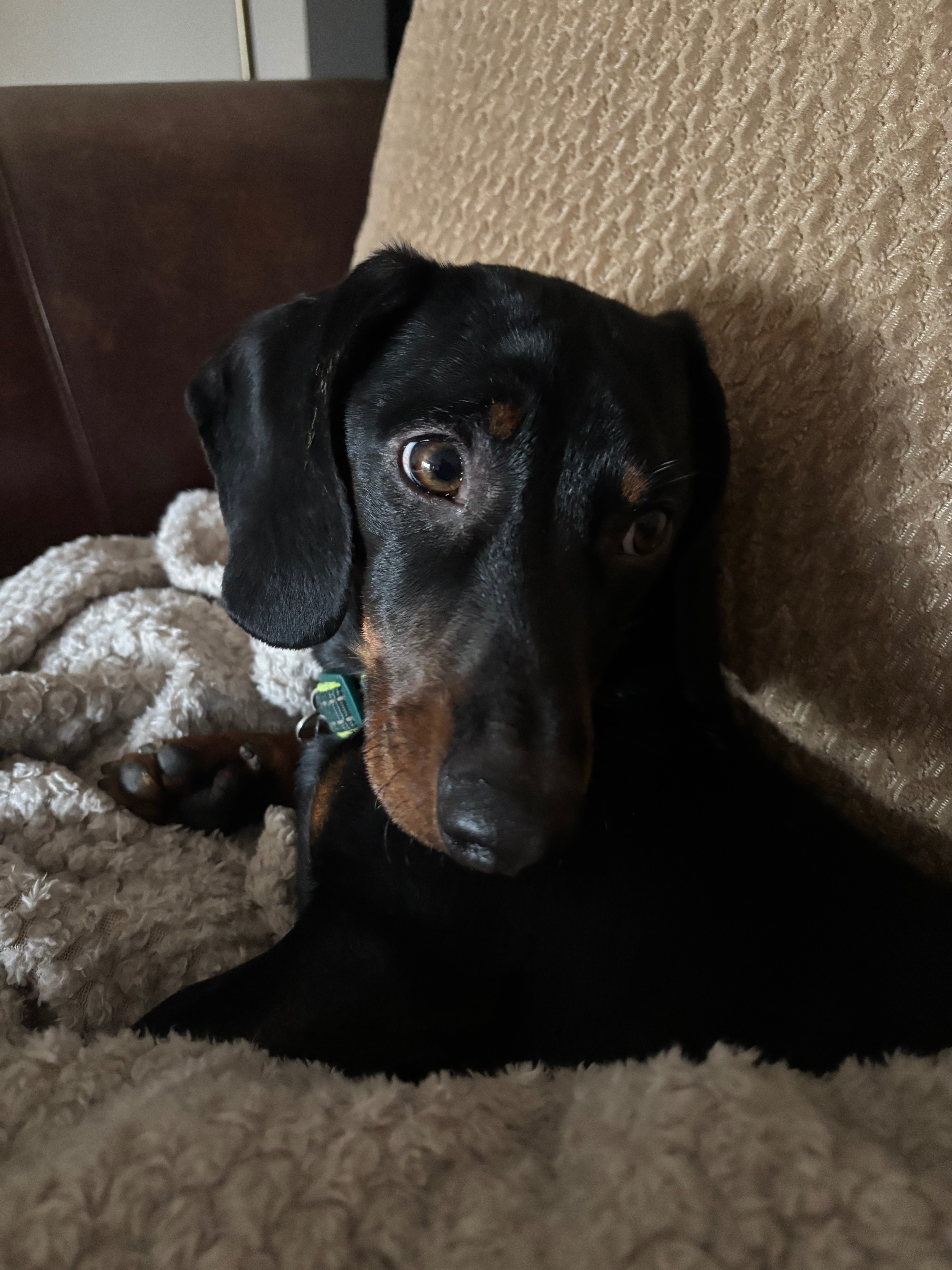 Oscar the Dachshund for The Lost Dog Trapping Team campaign photo, 4 of 7