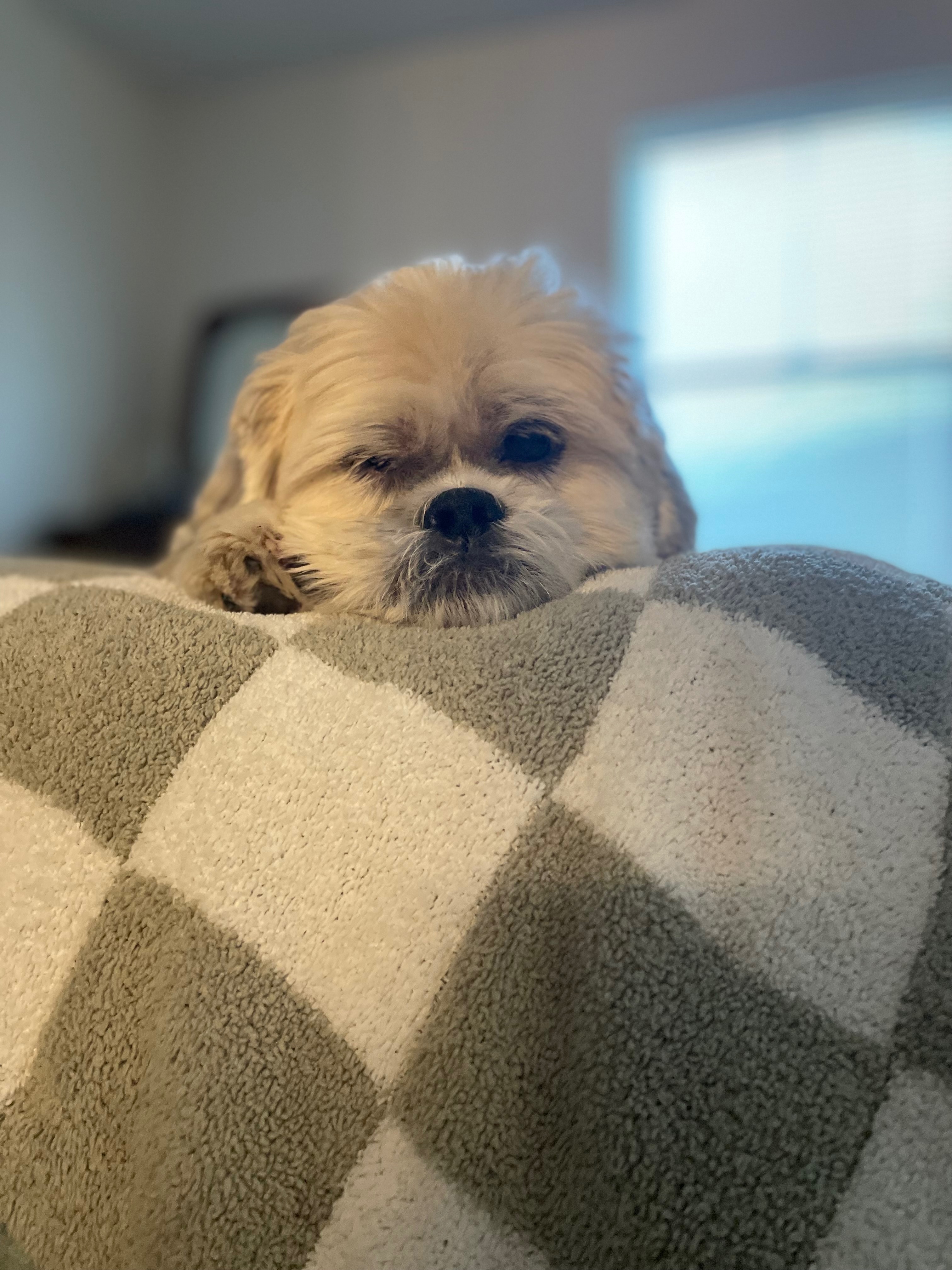 Help Gizmo With His New Medical Diagnoses campaign photo, 5 of 6