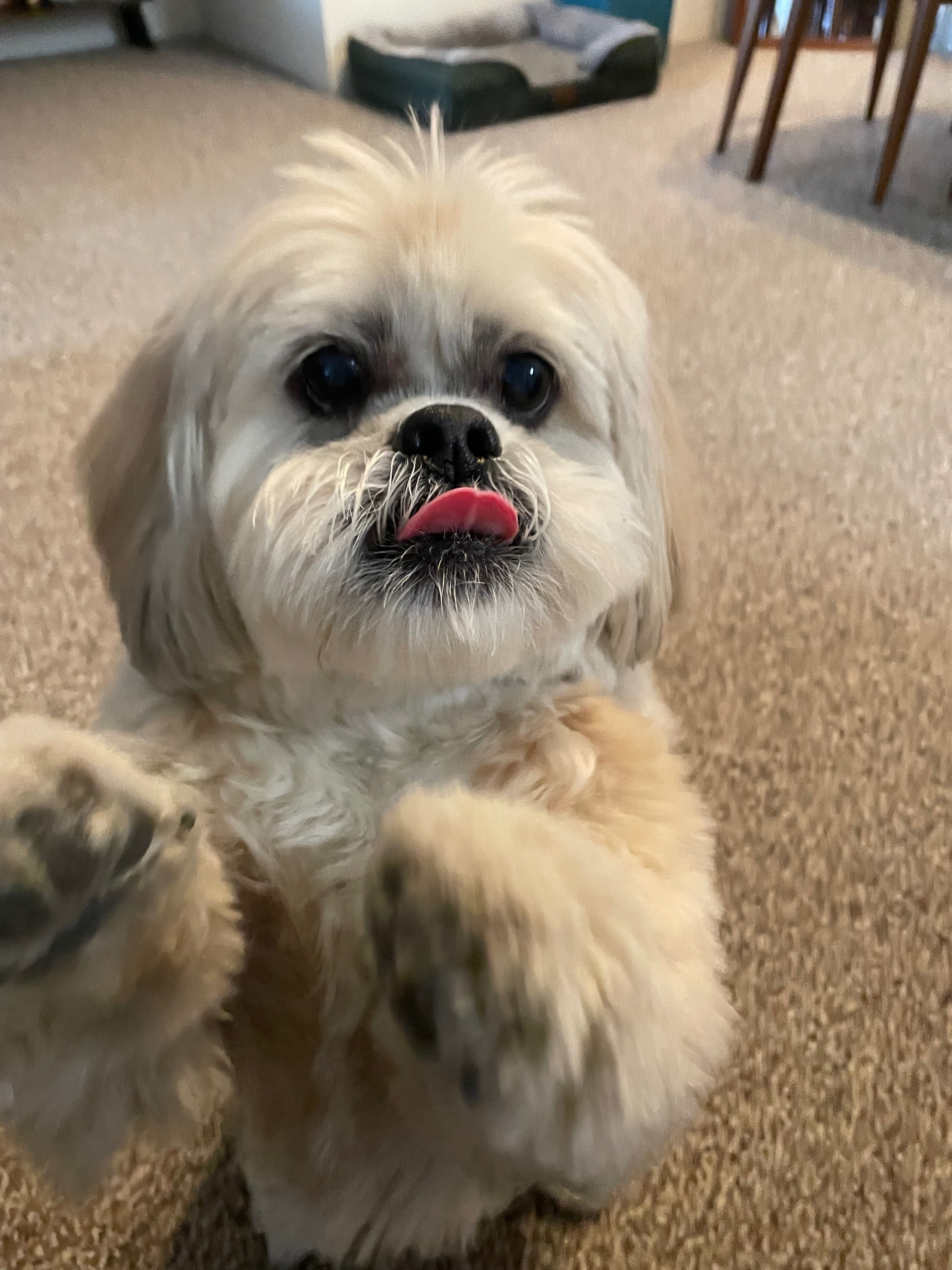 Help Gizmo With His New Medical Diagnoses campaign photo, 2 of 6