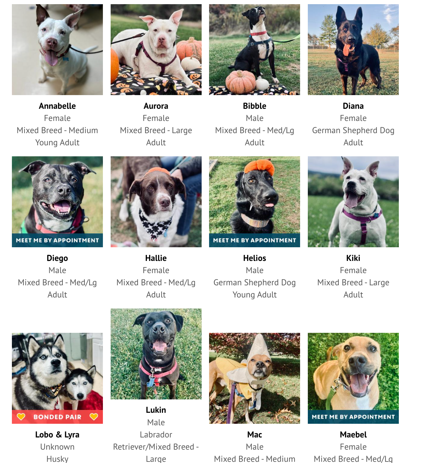 Donate to Support Centre County PAWS C4 campaign photo, 2 of 6