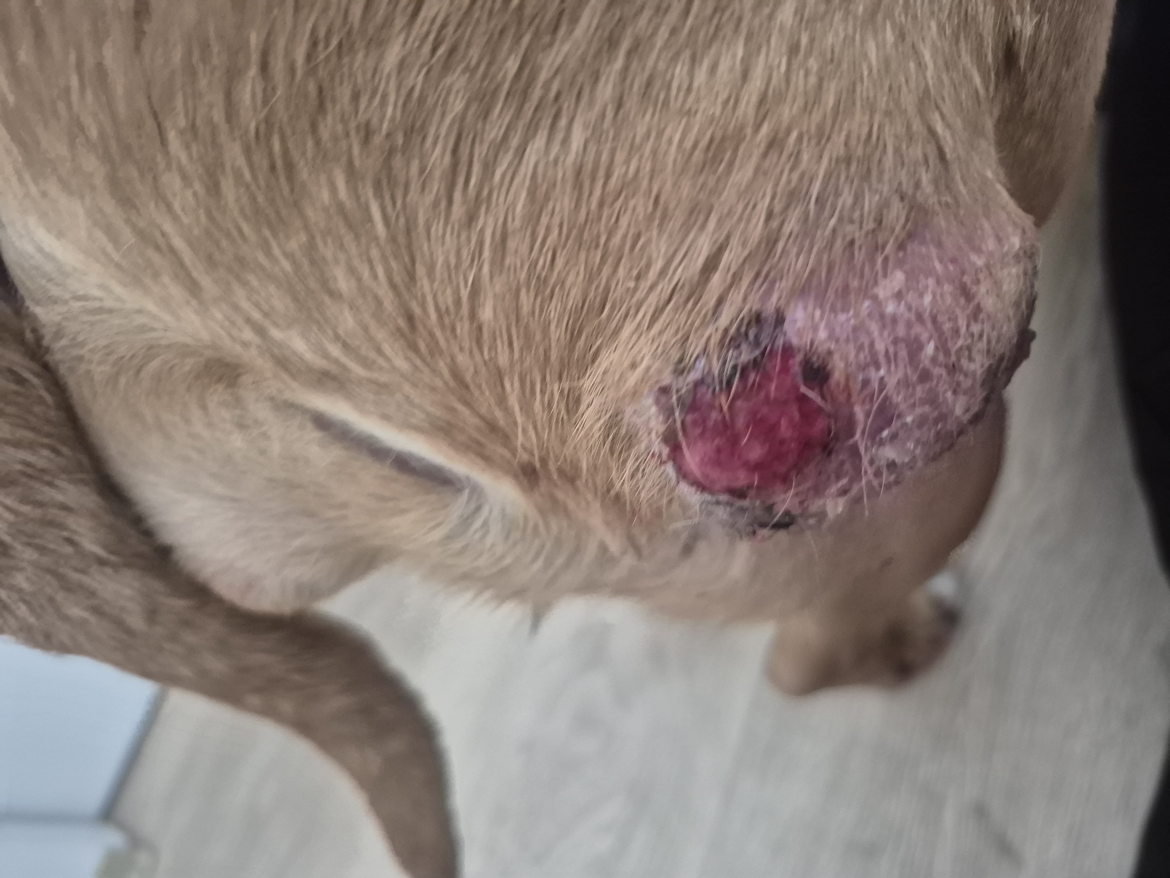 Save Precious: Fund Her Surgery Now campaign photo, 5 of 7