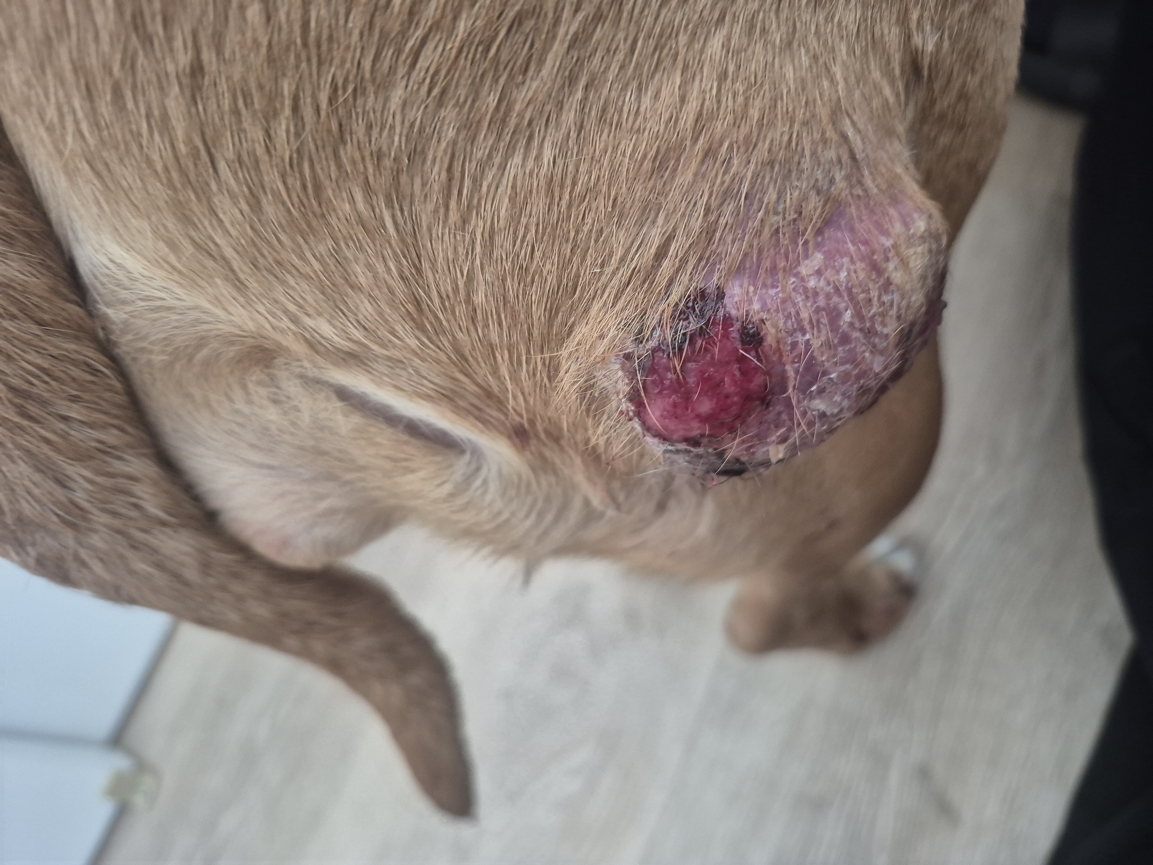 Save Precious: Fund Her Surgery Now campaign photo, 6 of 7