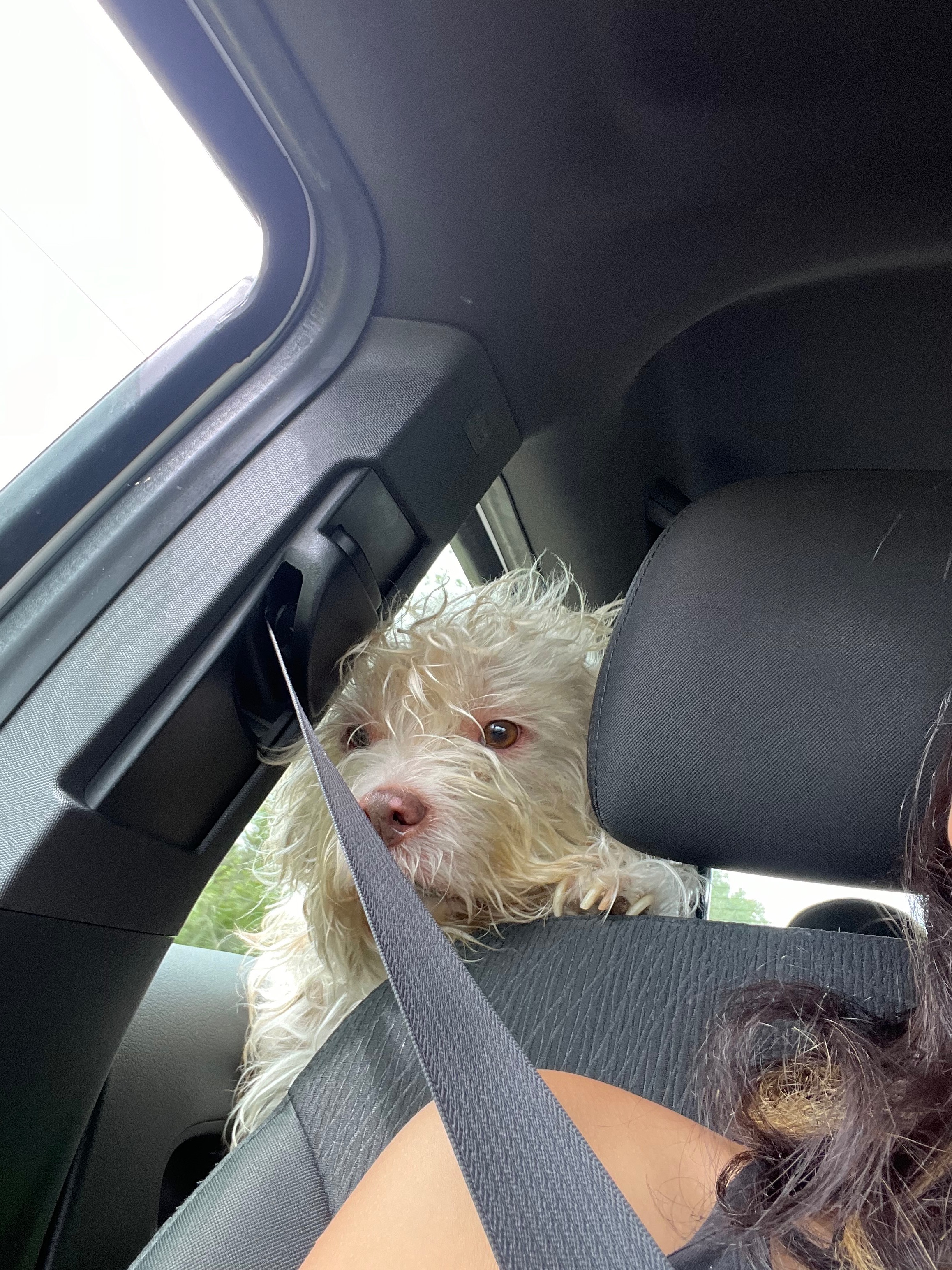 Help Save My best friend with a biopsy campaign photo, 6 of 7