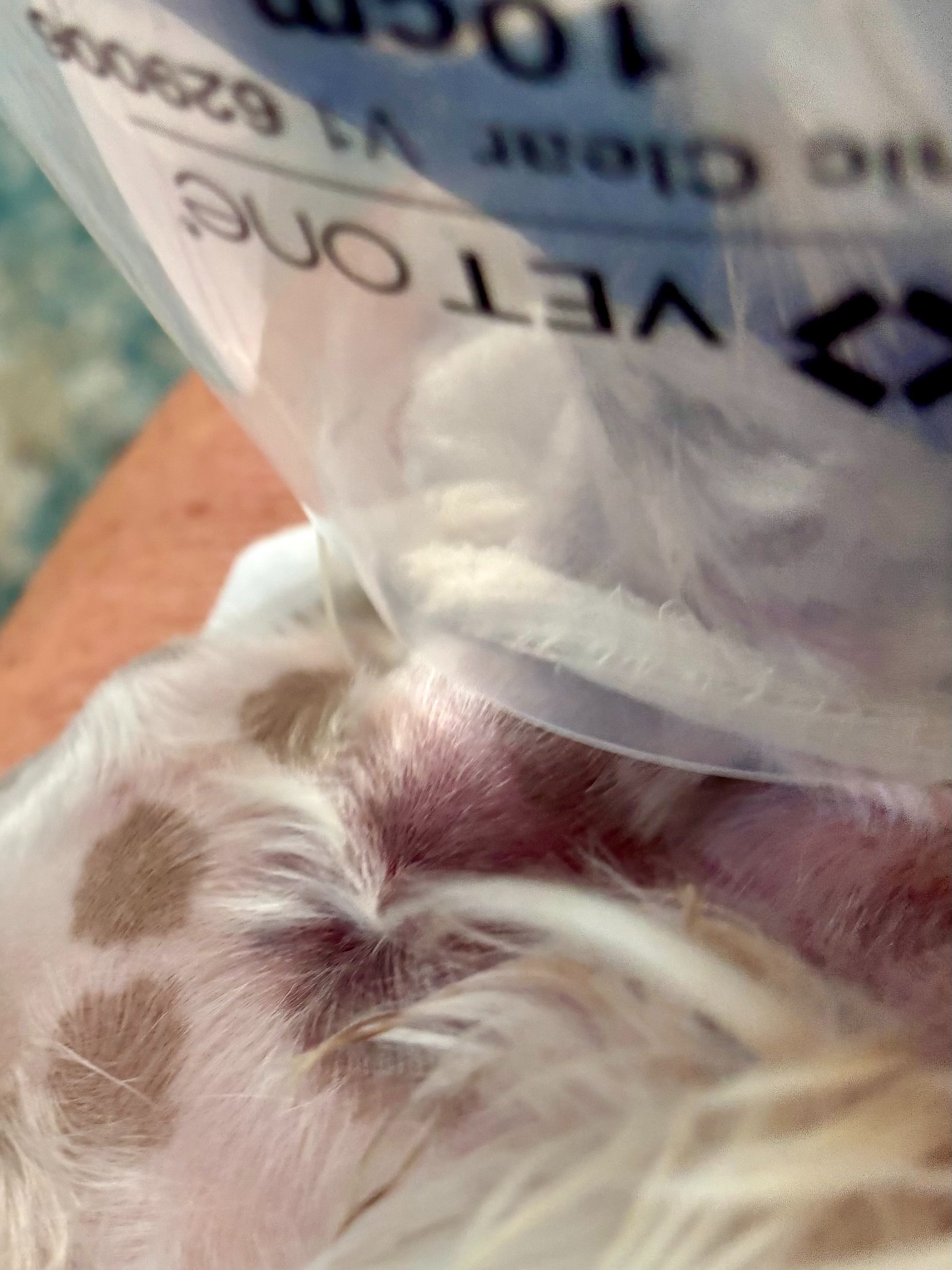Help Maverick Recover from Coyote Attack campaign photo, 2 of 7