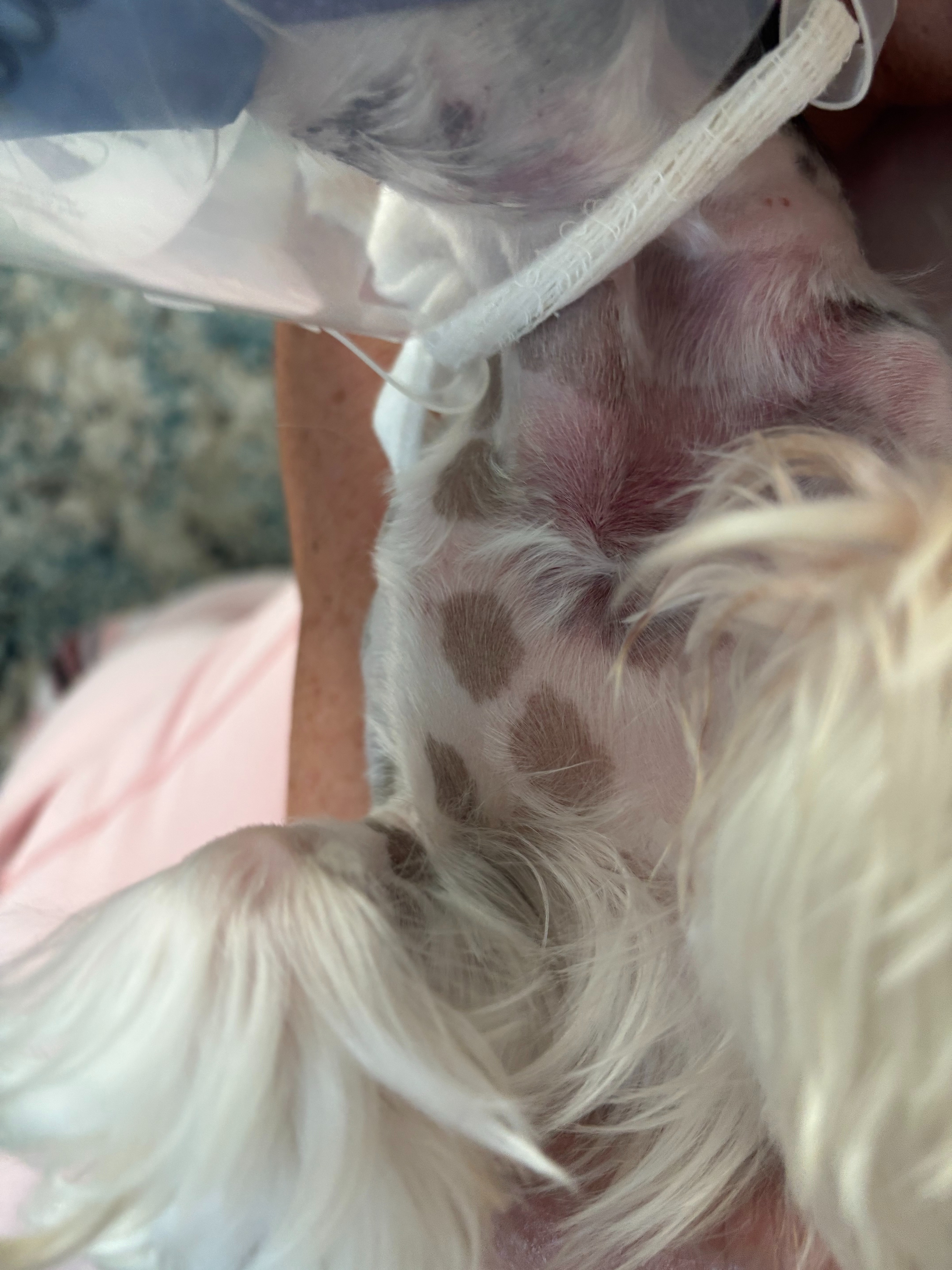 Help Maverick Recover from Coyote Attack campaign photo, 4 of 7