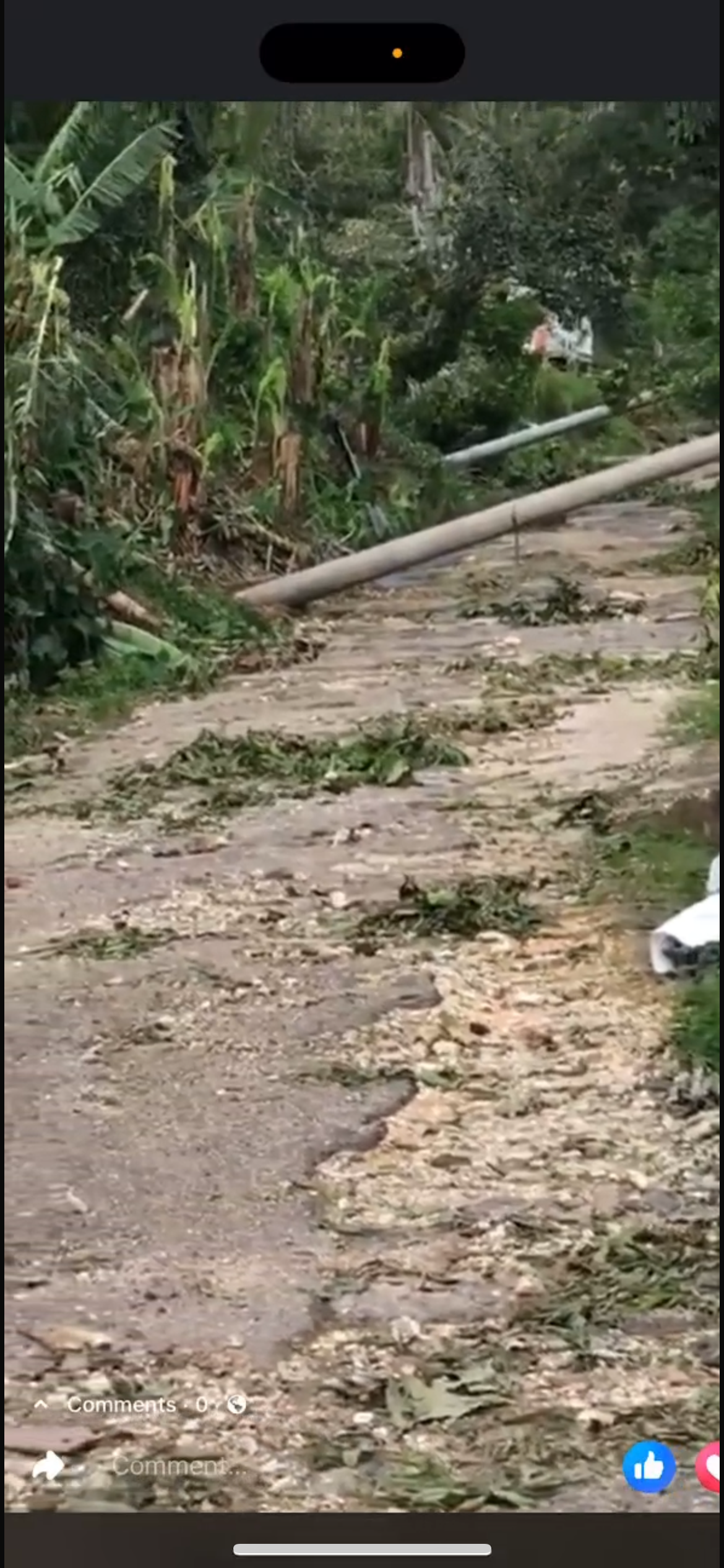 Help Danya restore Bird Mountain after Hurricane Melissa. campaign photo, 5 of 8