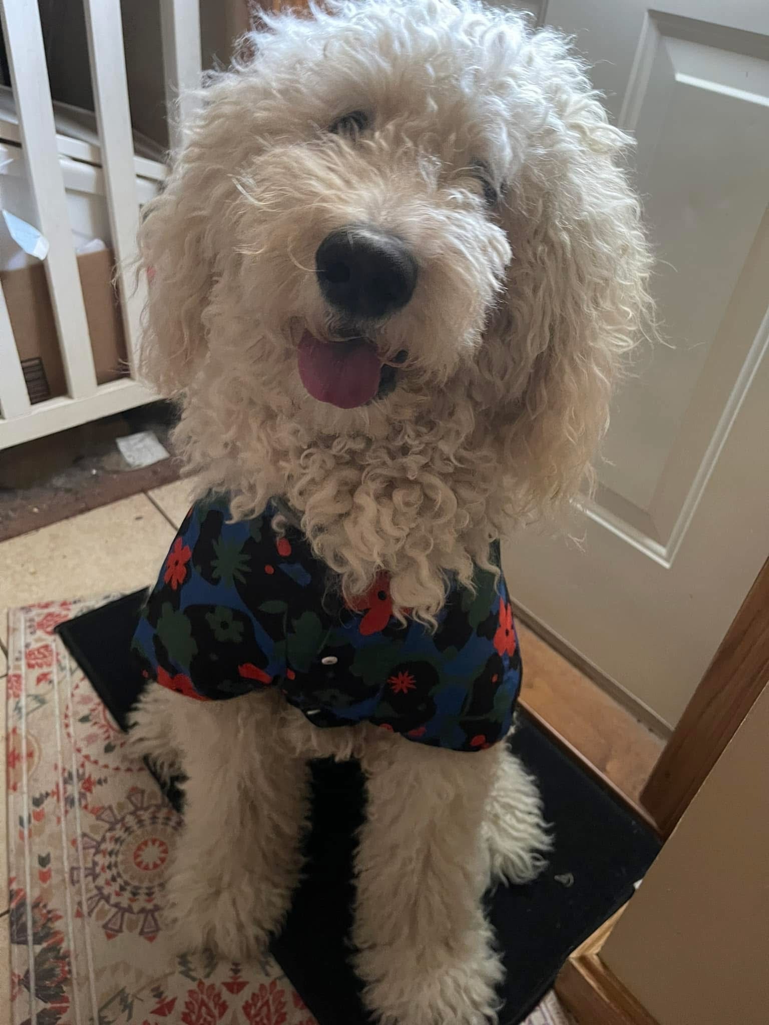 Help Opie Get Life-Saving Surgery campaign photo, 7 of 8