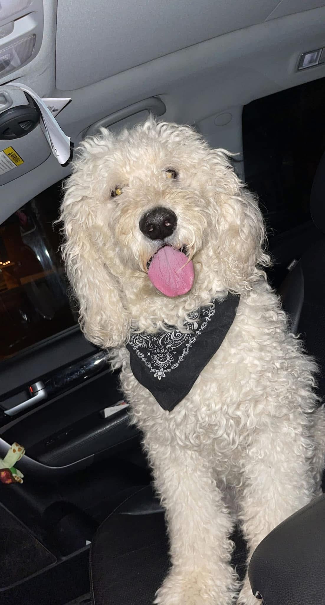Help Opie Get Life-Saving Surgery campaign photo, 2 of 8