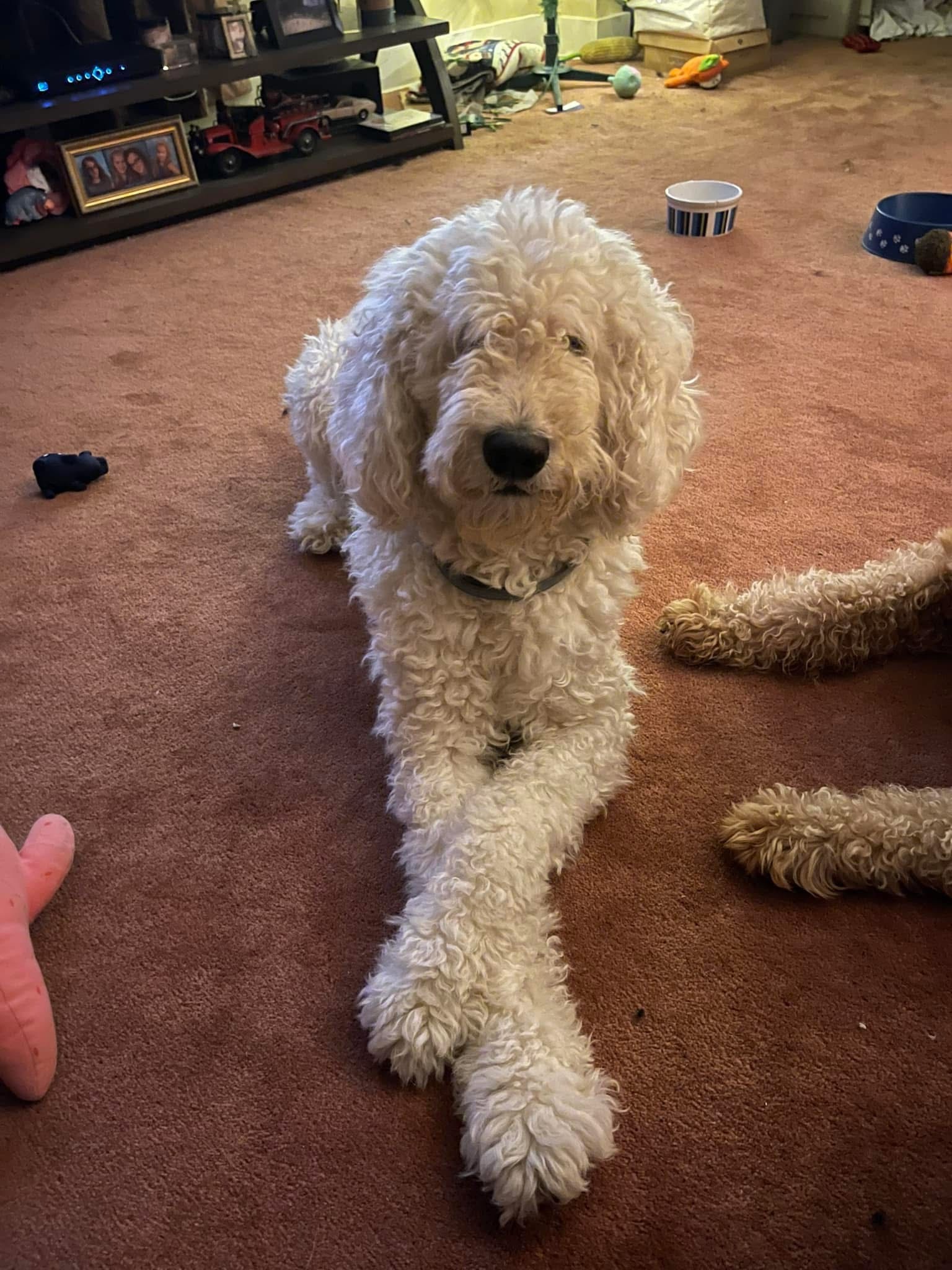 Help Opie Get Life-Saving Surgery campaign photo, 5 of 8