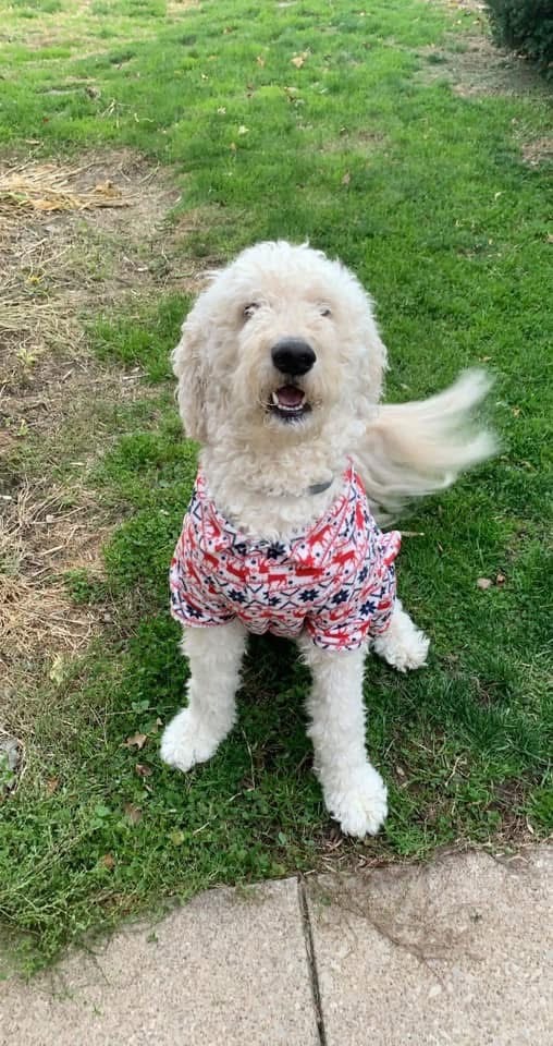 Help Opie Get Life-Saving Surgery campaign photo, 6 of 8